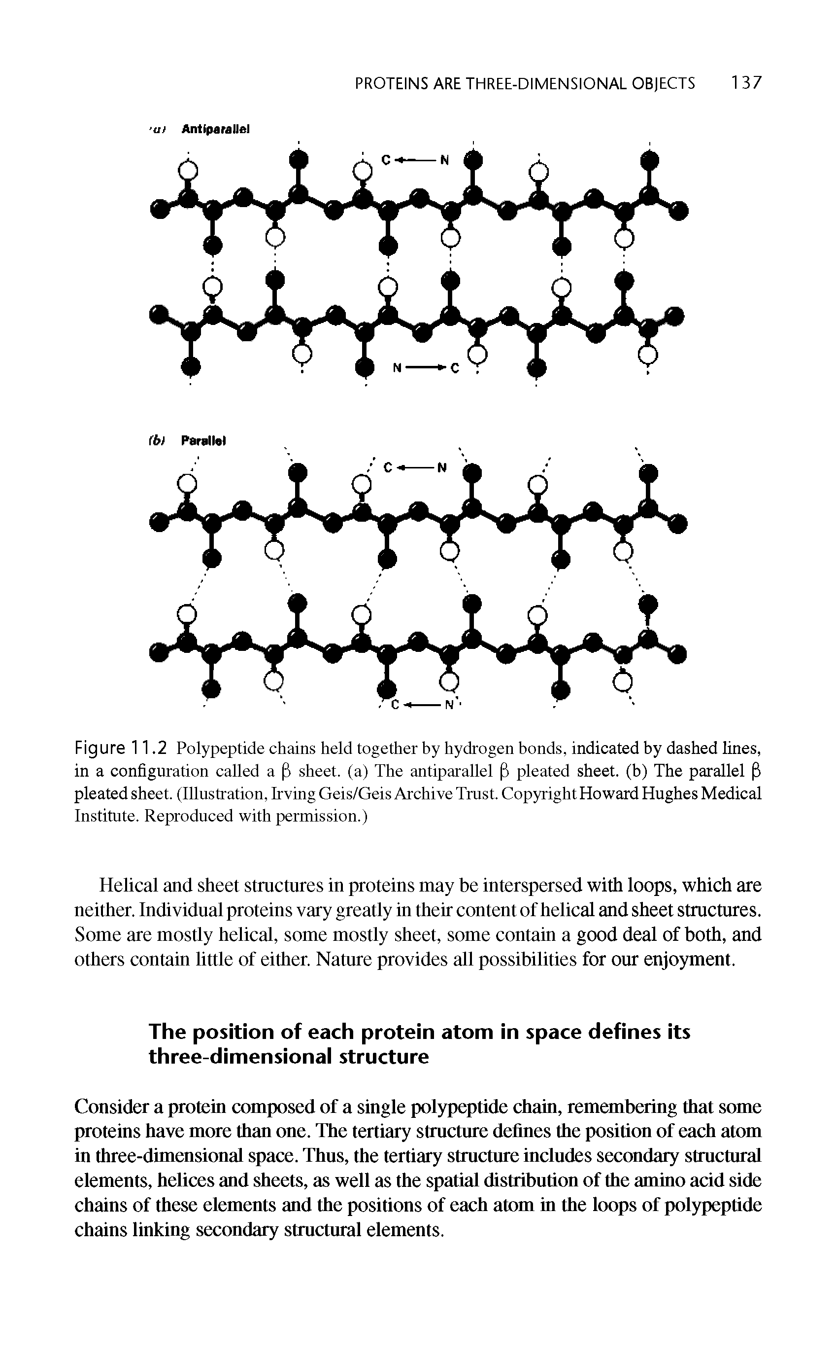 Figure 11.2 Polypeptide chains held together by hydrogen bonds, indicated by dashed lines, in a configuration called a P sheet, (a) The antiparallel P pleated sheet, (b) The parallel P pleated sheet. (Illustration, Irving Geis/Geis Archive Trust. Copyright Howard Hughes Medical Institute. Reproduced with permission.)...