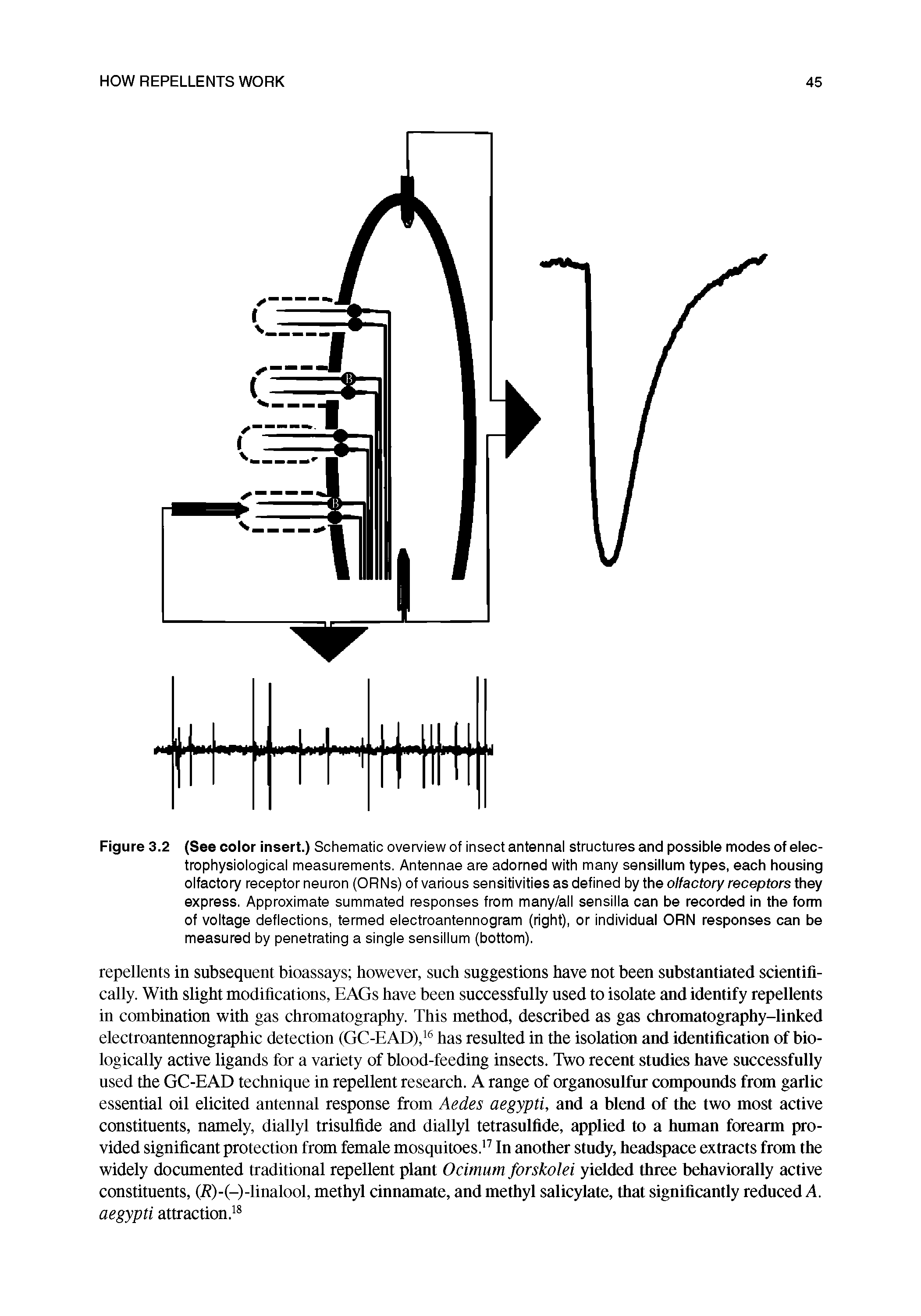 Figure 3.2 (See color insert.) Schematic overview of insect antennal structures and possible modes of elec-trophysioiogicai measurements. Antennae are adorned with many sensillum types, each housing olfactory receptor neuron (ORNs) of various sensitivities as defined by the olfactory receptors they express. Approximate summated responses from many/all sensilla can be recorded in the fonn of voltage deflections, termed electroantennogram (right), or individual ORN responses can be measured by penetrating a single sensillum (bottom).