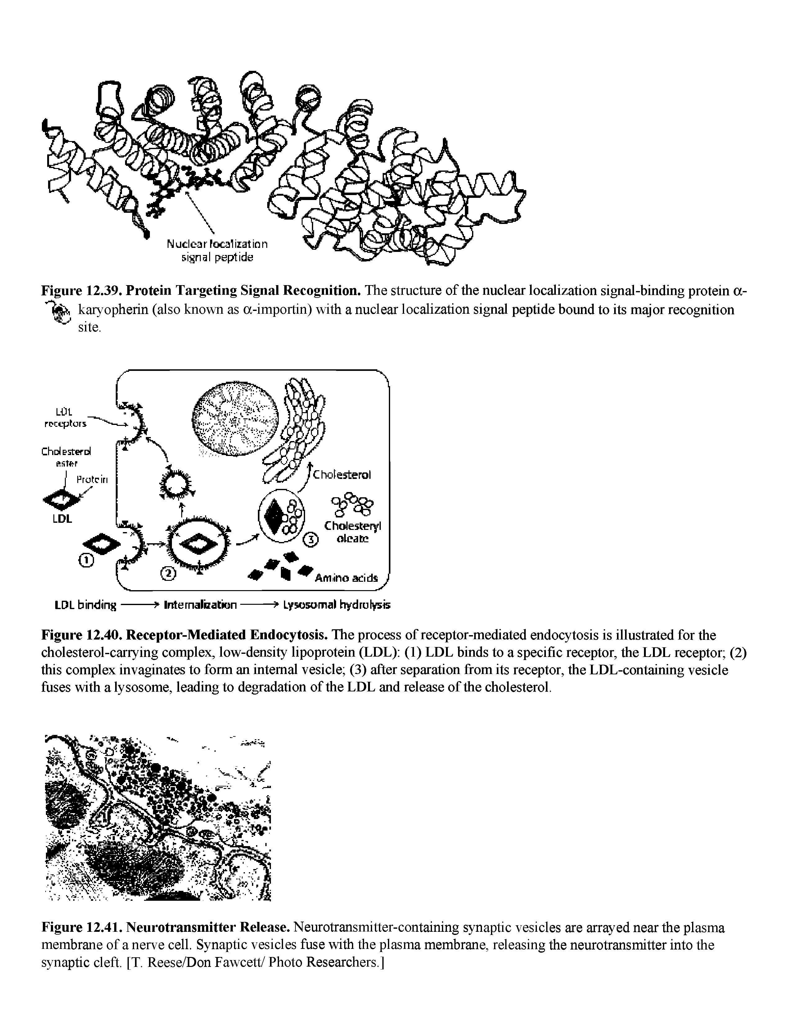 Figure 12.40. Receptor-Mediated Endocytosis. The process of receptor-mediated endocytosis is illustrated for the cholesterol-carrying complex, low-density lipoprotein (LDL) (1) LDL binds to a specific receptor, the LDL receptor (2) this complex invaginates to form an internal vesicle (3) after separation from its receptor, the LDL-containing vesicle fuses with a lysosome, leading to degradation of the LDL and release of the cholesterol.