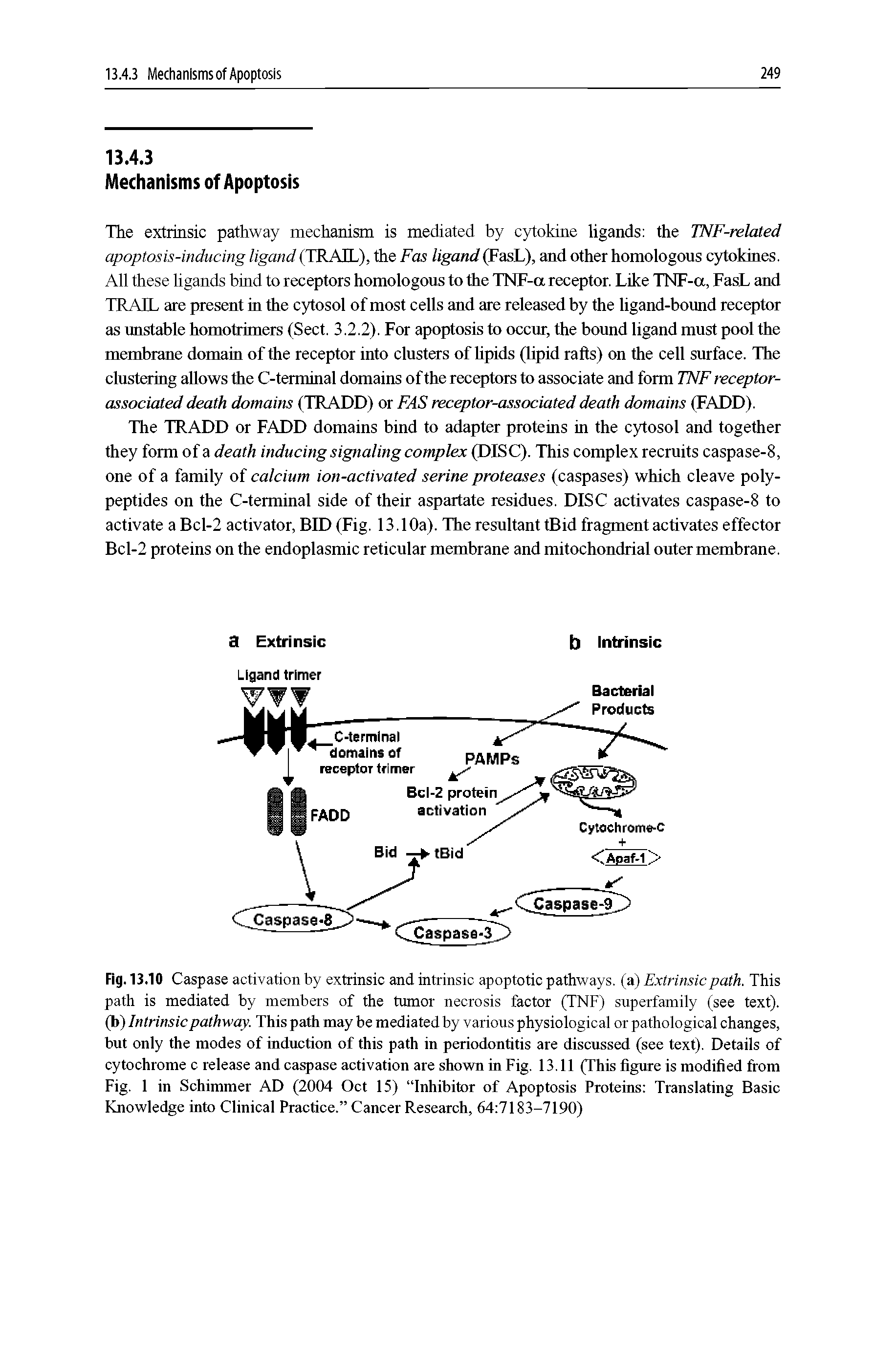 Fig. 13.10 Caspase activation by extrinsic and intrinsic apoptotic pathways, (a) Extrinsic path. This path is mediated by members of the tumor necrosis factor (TNF) superfamily (see text), (b) Intrinsic pathway. This path may be mediated by various physiological or pathological changes, but only the modes of induction of this path in periodontitis are discussed (see text). Details of cytochrome c release and caspase activation are shown in Fig. 13.11 (This figure is modified from Fig. 1 in Schimmer AD (2004 Oct 15) Inhibitor of Apoptosis Proteins Translating Basic Knowledge into Clinical Practice. Cancer Research, 64 7183-7190)...