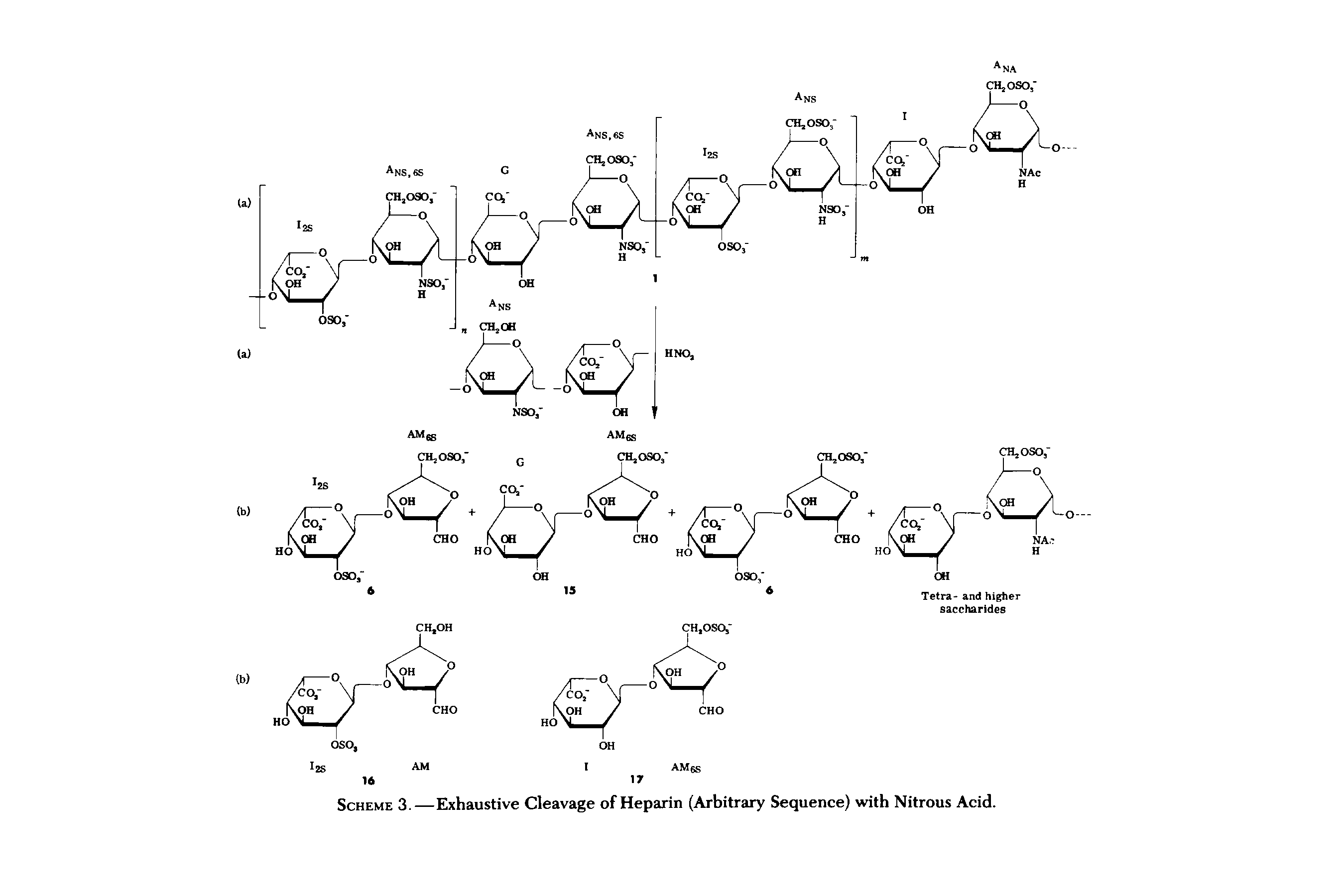 Scheme 3.—Exhaustive Cleavage of Heparin (Arbitrary Sequence) with Nitrous Acid.