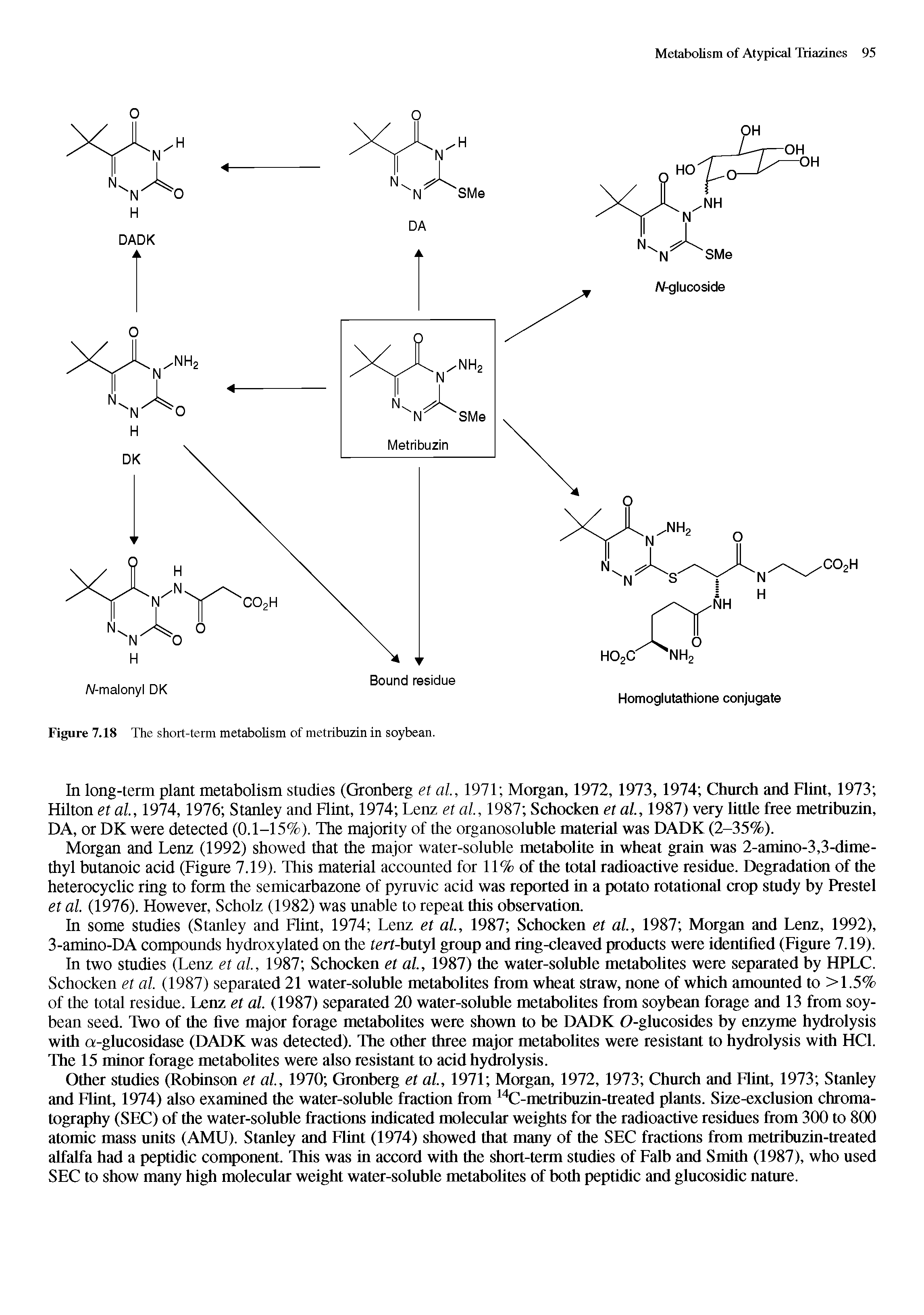 Figure 7.18 The short-term metabolism of metribuzin in soybean.