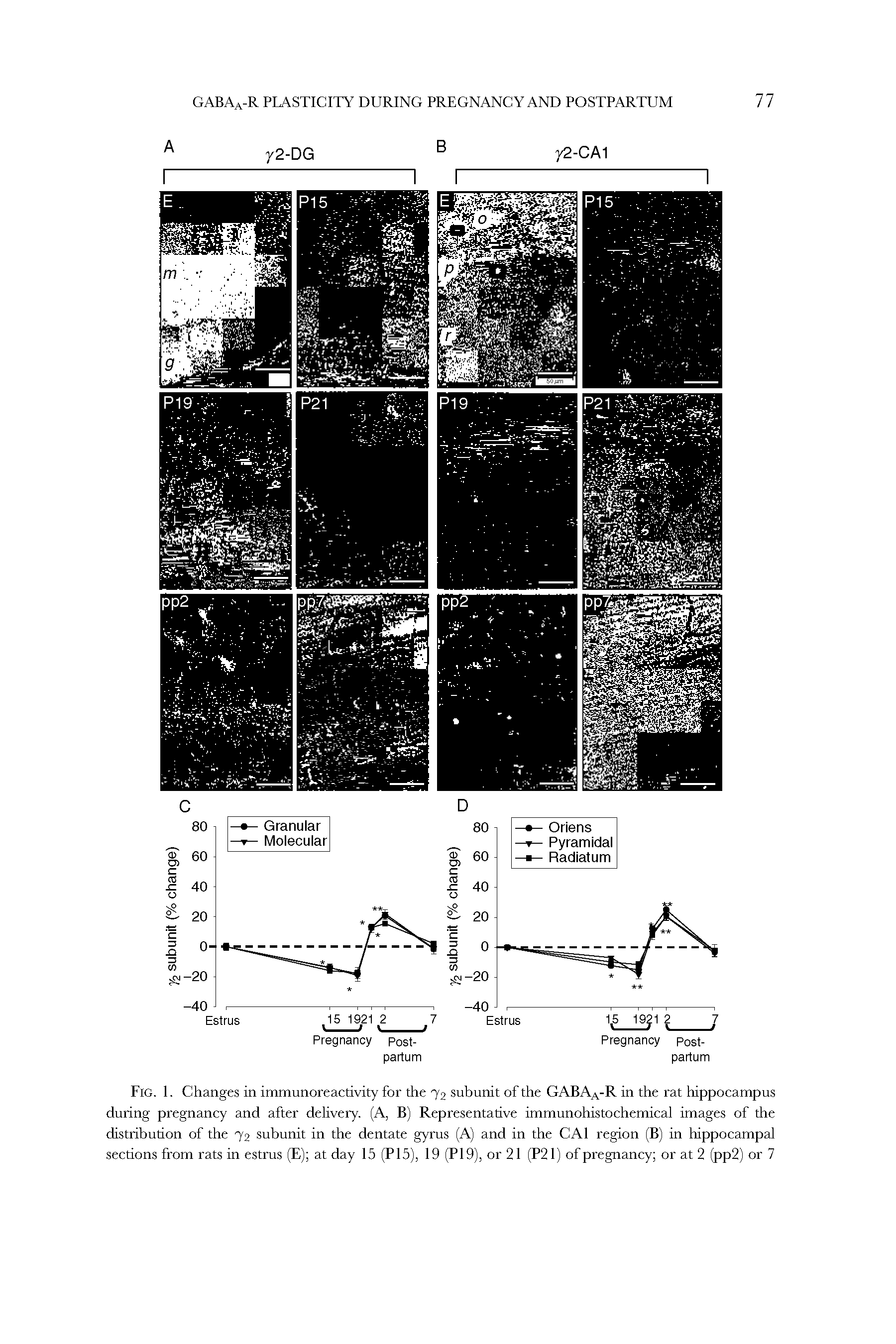Fig. 1. Changes in immunoreactivity for the 72 subunit of the GABAa-R in the rat hippocampus during pregnancy and after delivery. (A, B) Representative immunohistochemical images of the distribution of the 72 subunit in the dentate gyrus (A) and in the CA1 region (B) in hippocampal sections from rats in estrus (E) at day 15 (P15), 19 (PI 9), or 21 (P21) of pregnancy or at 2 (pp2) or 7...