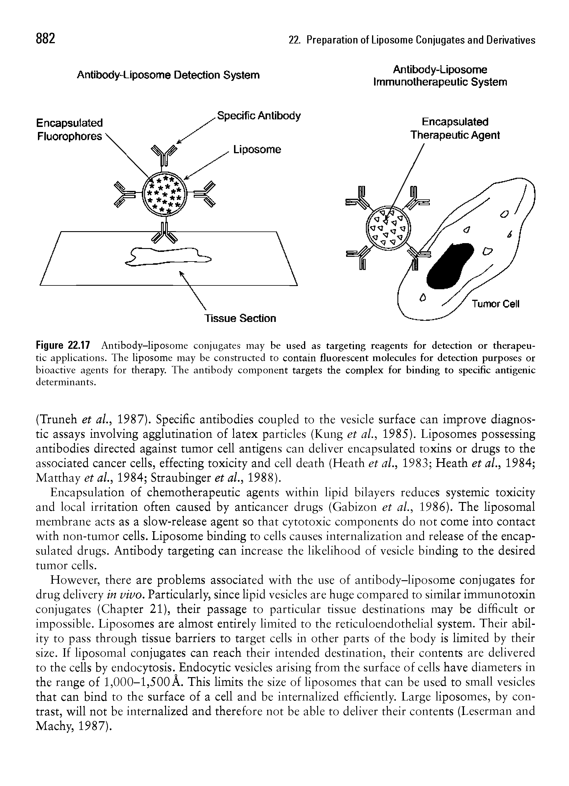 Figure 22.17 Antibody-liposome conjugates may be used as targeting reagents for detection or therapeutic applications. The liposome may be constructed to contain fluorescent molecules for detection purposes or bioactive agents for therapy. The antibody component targets the complex for binding to specific antigenic determinants.