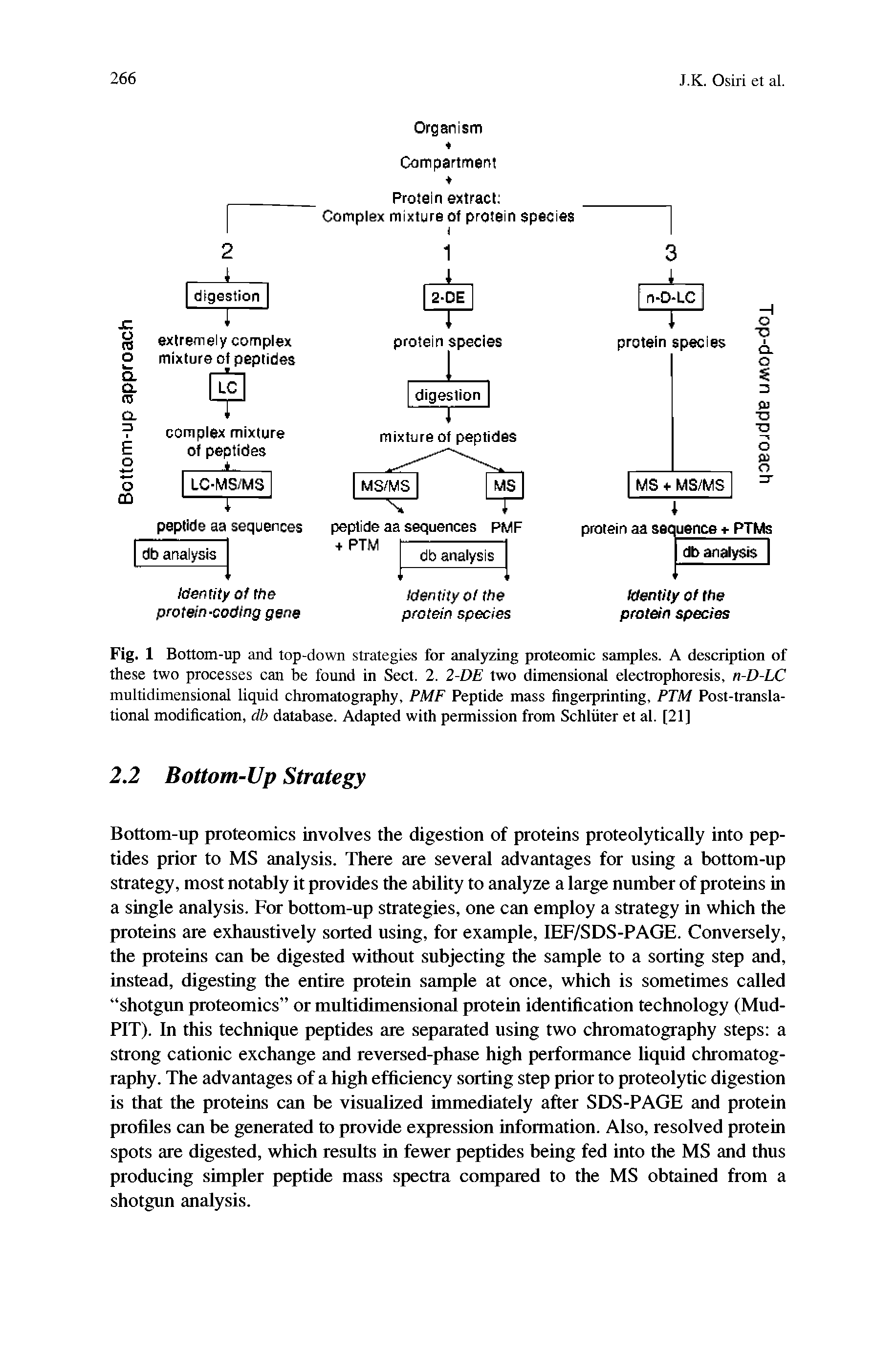 Fig. 1 Bottom-up and top-down strategies for analyzing proteomic samples. A description of these two processes can be found in Sect. 2. 2-DE two dimensional electrophoresis, n-D-LC multidimensional liquid chromatography, PMF Peptide mass fingerprinting, PTM Post-transla-tional modification, db database. Adapted with permission from Schliiter et al. [21]...