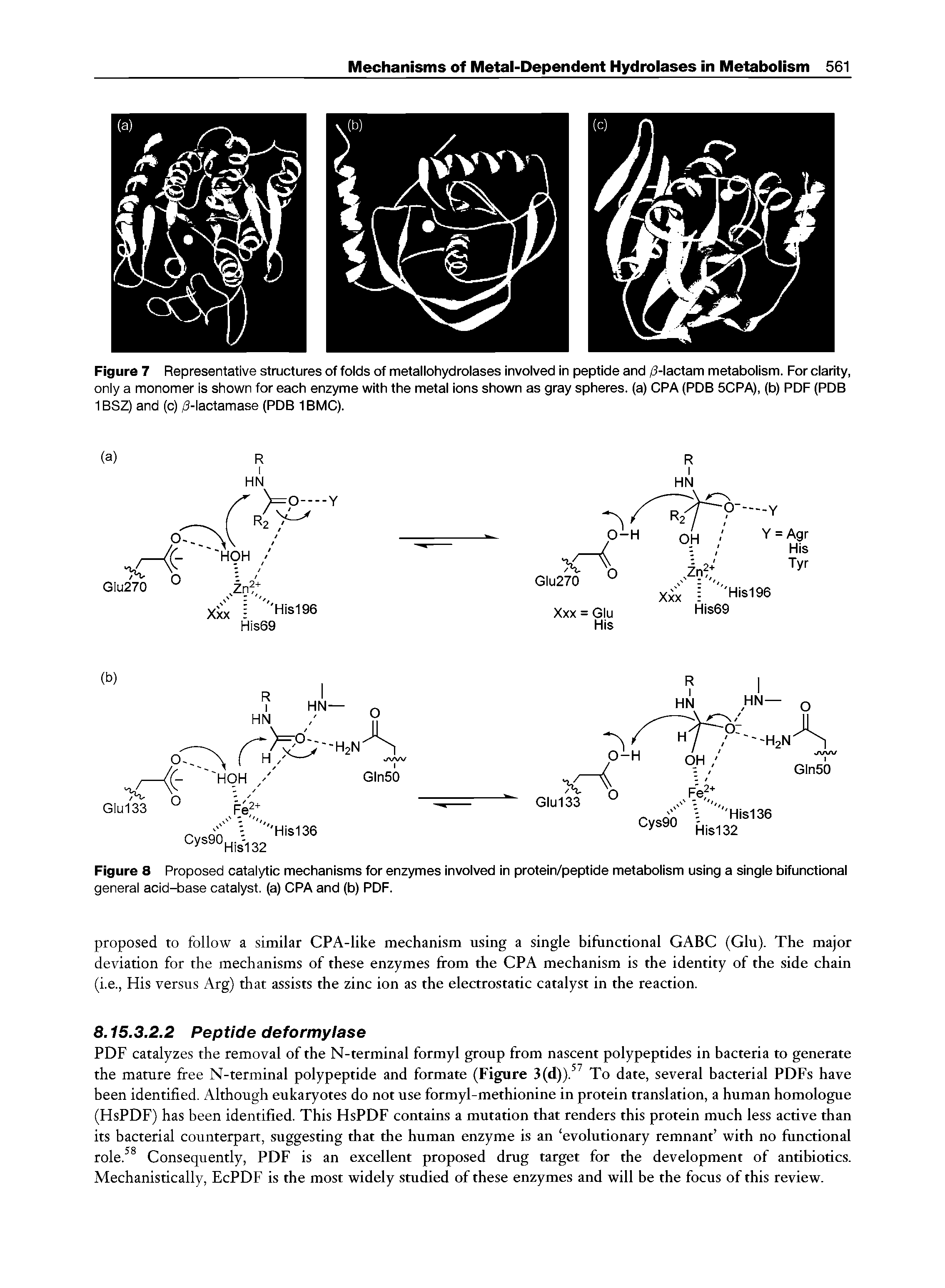Figure 8 Proposed catalytic mechanisms for enzymes involved in protein/peptide metabolism using a single bifunctional general acid-base catalyst, (a) CPA and (b) PDF.