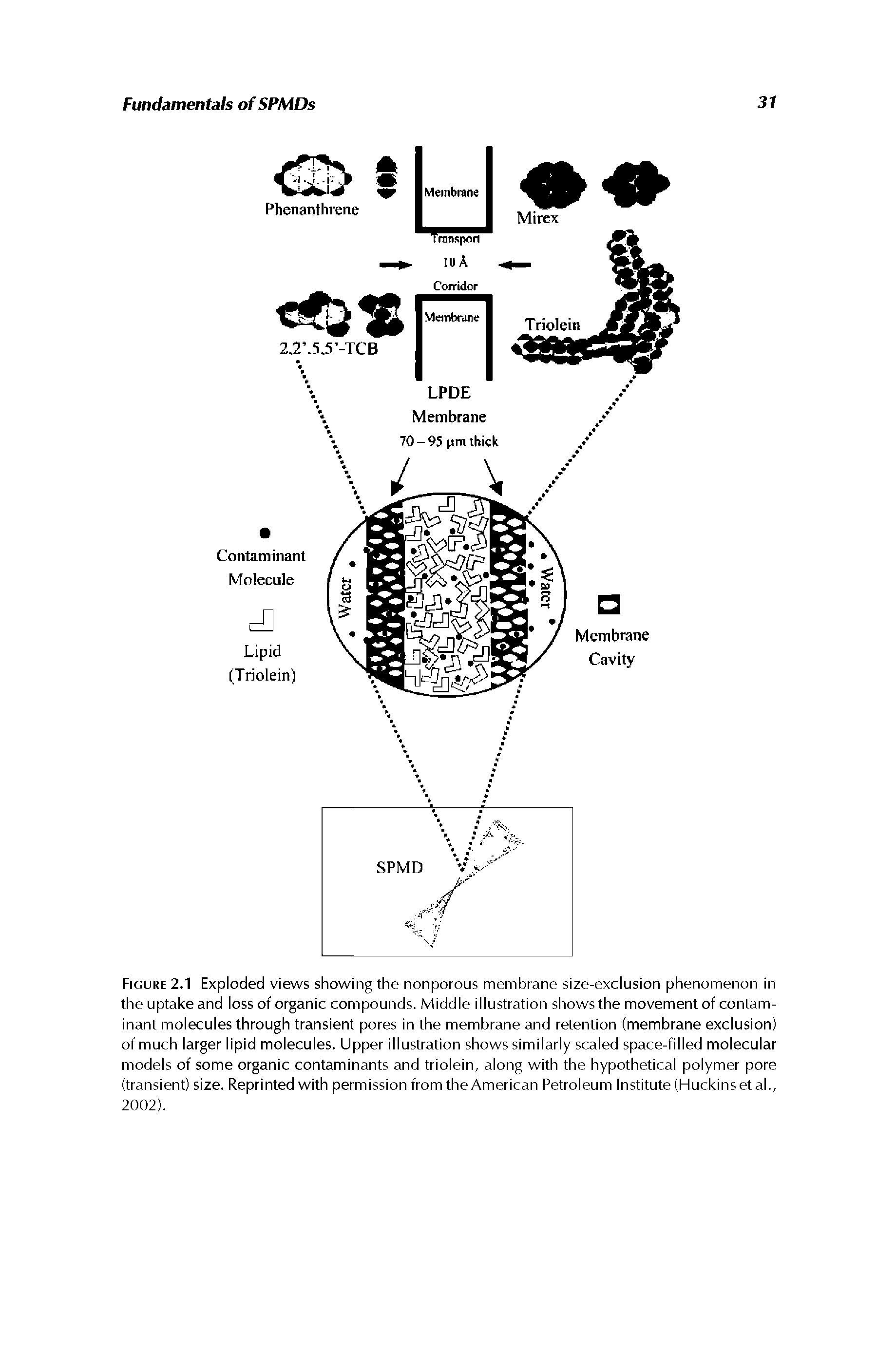 Figure 2.1 Exploded views showing the nonporous membrane size-exclusion phenomenon in the uptake and loss of organic compounds. Middle illustration shows the movement of contaminant molecules through transient pores in the membrane and retention (membrane exclusion) of much larger lipid molecules. Upper illustration shows similarly scaled space-filled molecular models of some organic contaminants and triolein, along with the hypothetical polymer pore (transient) size. Reprinted with permission from the American Petroleum Institute (Huckinset al., 2002).