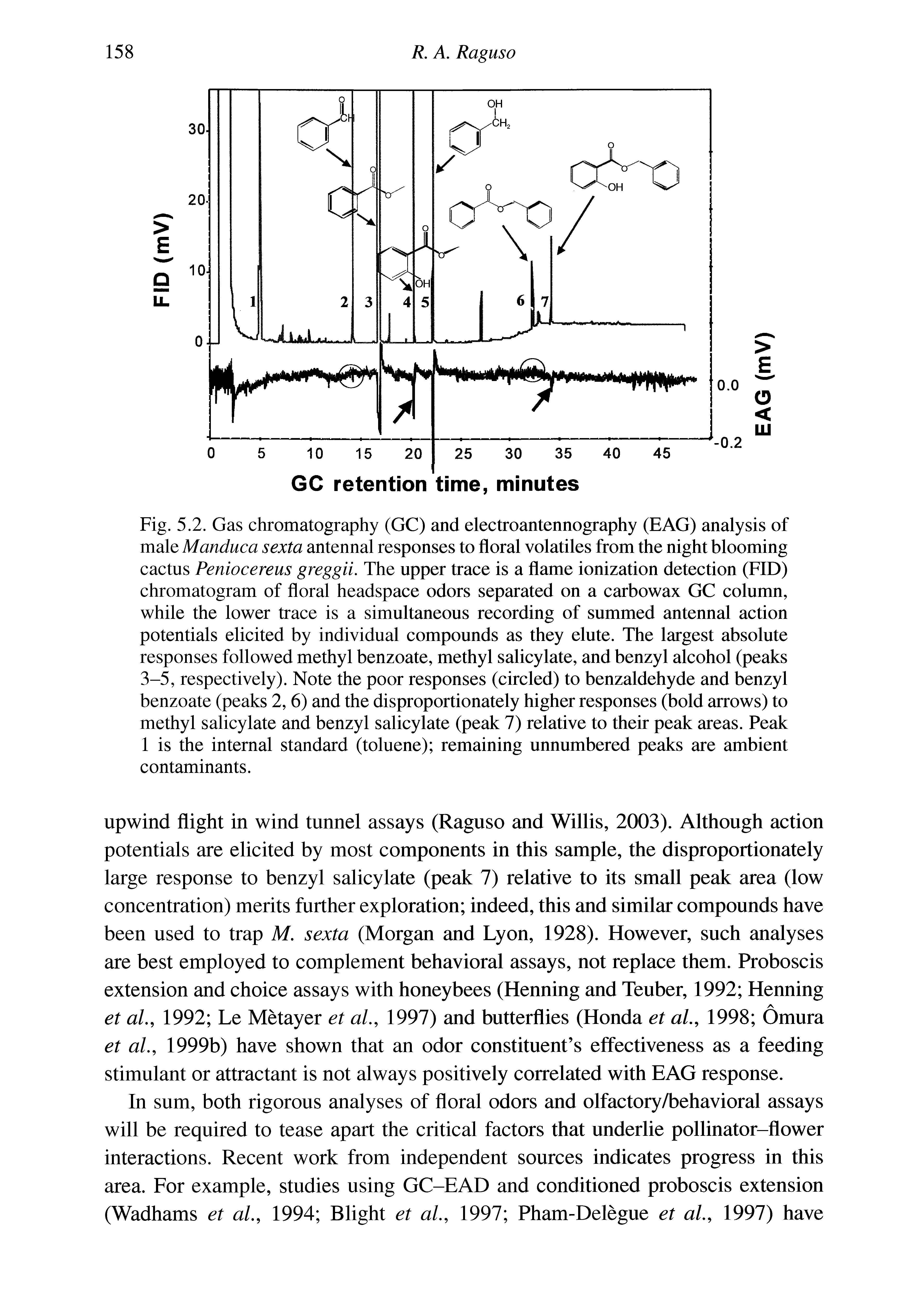 Fig. 5.2. Gas chromatography (GC) and electroantennography (EAG) analysis of male Manduca sexta antennal responses to floral volatiles from the night blooming cactus Peniocereus greggii. The upper trace is a flame ionization detection (FID) chromatogram of floral headspace odors separated on a carbowax GC column, while the lower trace is a simultaneous recording of summed antennal action potentials elicited by individual compounds as they elute. The largest absolute responses followed methyl benzoate, methyl salicylate, and benzyl alcohol (peaks 3-5, respectively). Note the poor responses (circled) to benzaldehyde and benzyl benzoate (peaks 2, 6) and the disproportionately higher responses (bold arrows) to methyl salicylate and benzyl salicylate (peak 7) relative to their peak areas. Peak 1 is the internal standard (toluene) remaining unnumbered peaks are ambient contaminants.