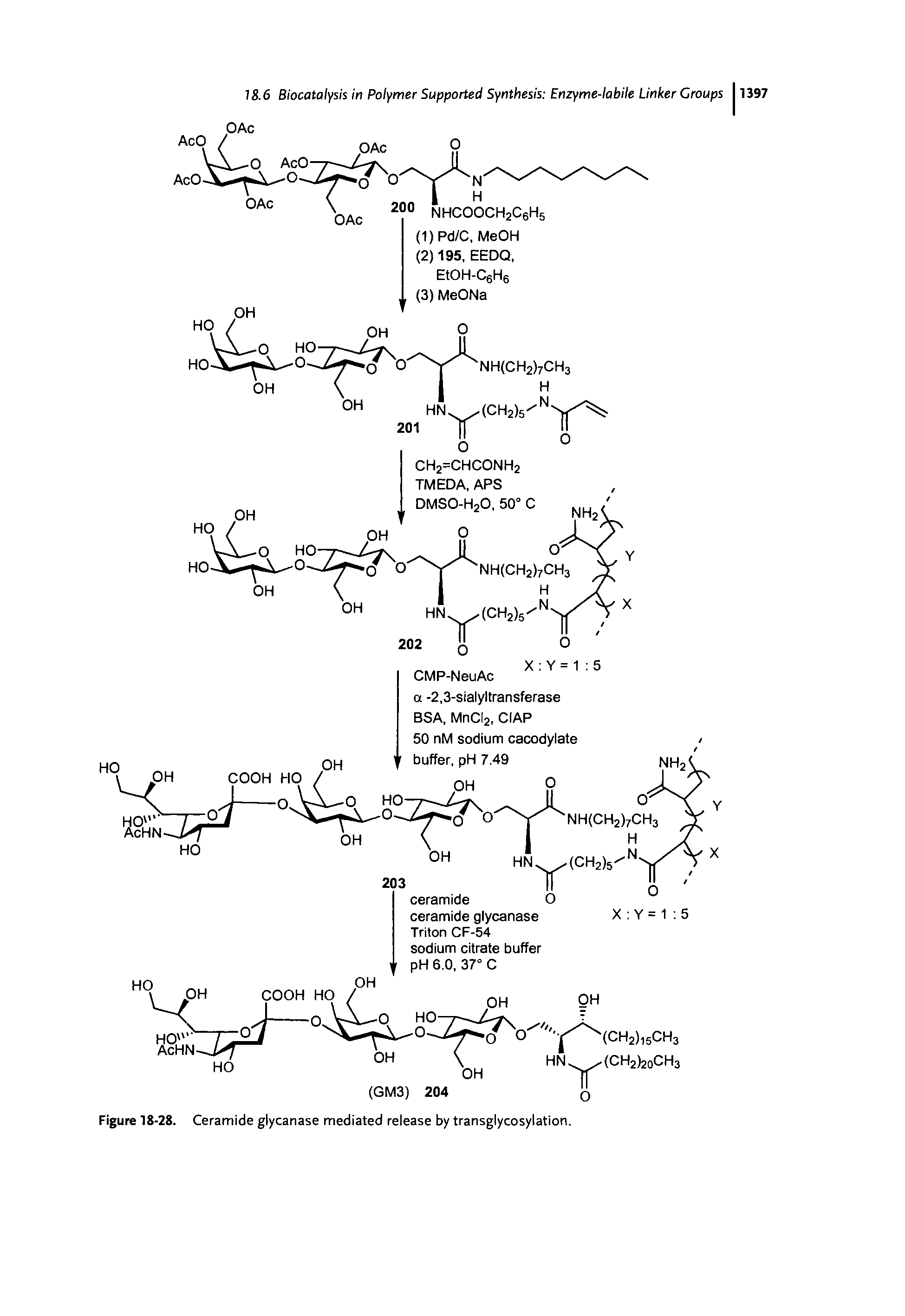 Figure 18-28. Ceramide glycanase mediated release by transglycosylation.