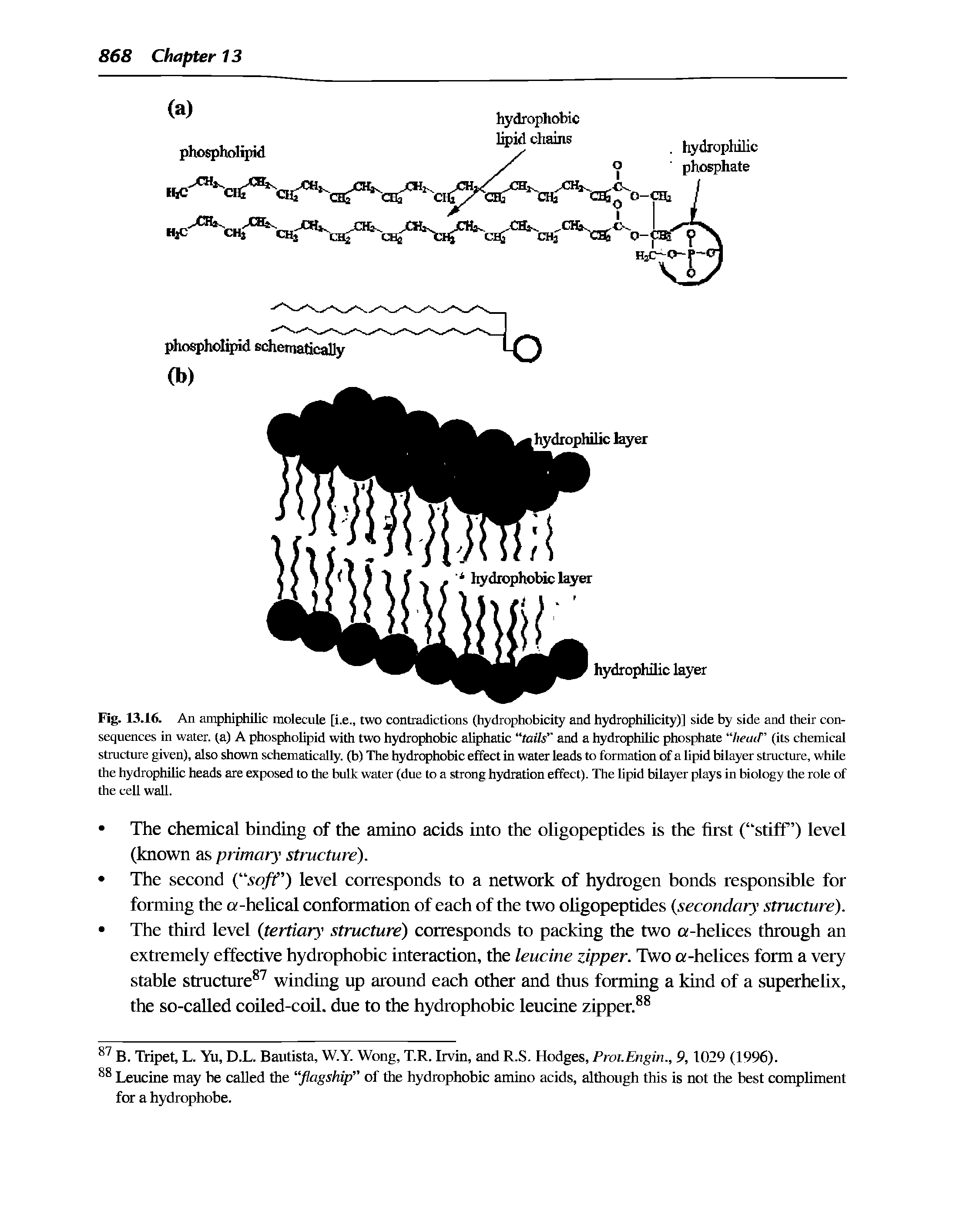 Fig. 13.16. An amphiphilic molecule [i.e., two contradictions (hydrophobicity and hydrophilicity)] side by side and their consequences in water, la) A phospholipid with two hydrophobic aliphatic tails" and a hydrophilic phosphate lieatl" (its chemical structure given), also shown schematically, (b) The hydrophobic effect in water leads to formation of a lipid bilayer structure, while the hydrophilic heads are exposed to the bulk water (due to a strong hydration effect). The lipid bilayer plays in biology the role of the cell wall.