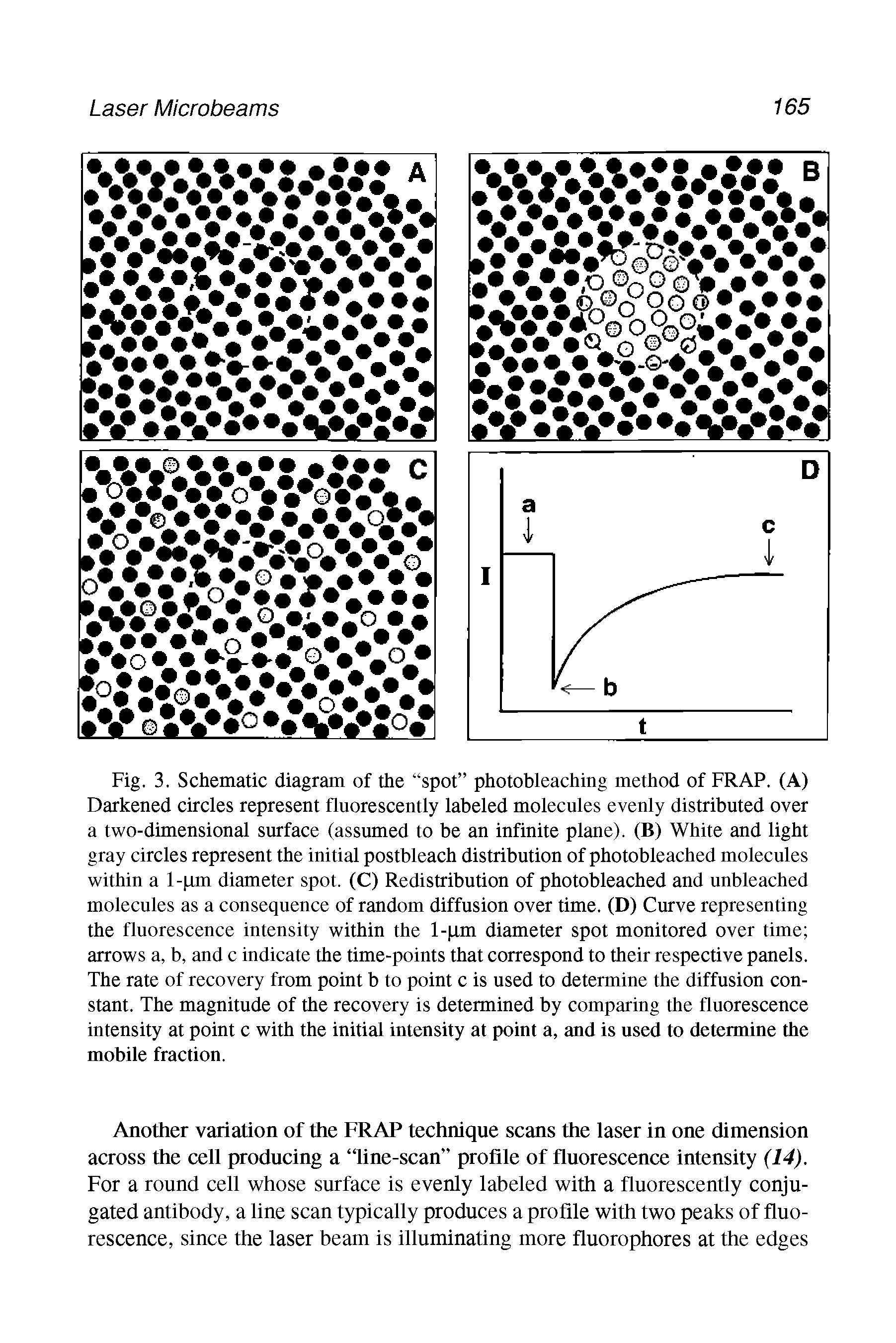 Fig. 3. Schematic diagram of the spot photobleaching method of FRAP. (A) Darkened circles represent fluorescently labeled molecules evenly distributed over a two-dimensional surface (assumed to be an infinite plane). (B) White and light gray circles represent the initial postbleach distribution of photobleached molecules within a 1-pm diameter spot. (C) Redistribution of photobleached and unbleached molecules as a consequence of random diffusion over time. (D) Curve representing the fluorescence intensity within the l-pm diameter spot monitored over time arrows a, b, and c indicate the time-points that correspond to their respective panels. The rate of recovery from point b to point c is used to determine the diffusion constant. The magnitude of the recovery is determined by comparing the fluorescence intensity at point c with the initial intensity at point a, and is used to determine the mobile fraction.