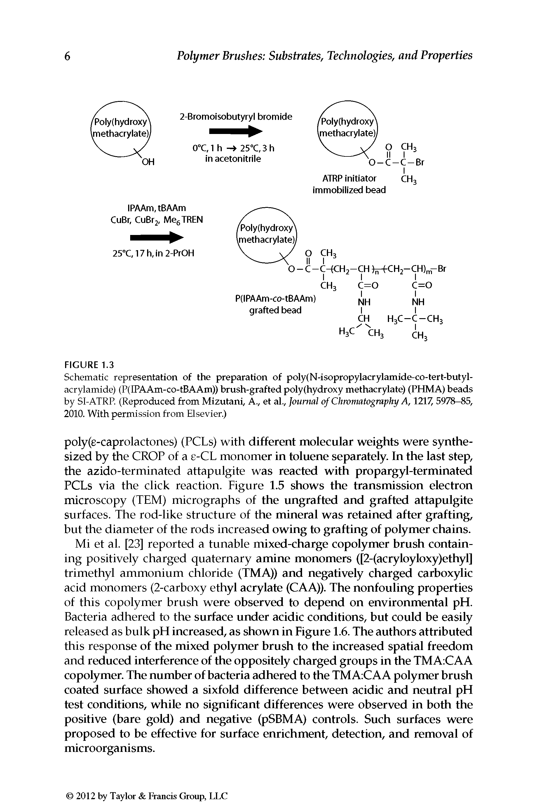 Schematic representation of the preparation of poly(N-isopropylacrylamide-co-tert-butyl-acrylamide) (P(IPAAm-co-tBAAm)) brush-grafted poly(hydroxy methacrylate) (PHMA) beads by SI-ATRP. (Reproduced from Mizutani, A., et al., Journal of Chromatography A, 1217,5978-85, 2010. With permission from Elsevier.)...