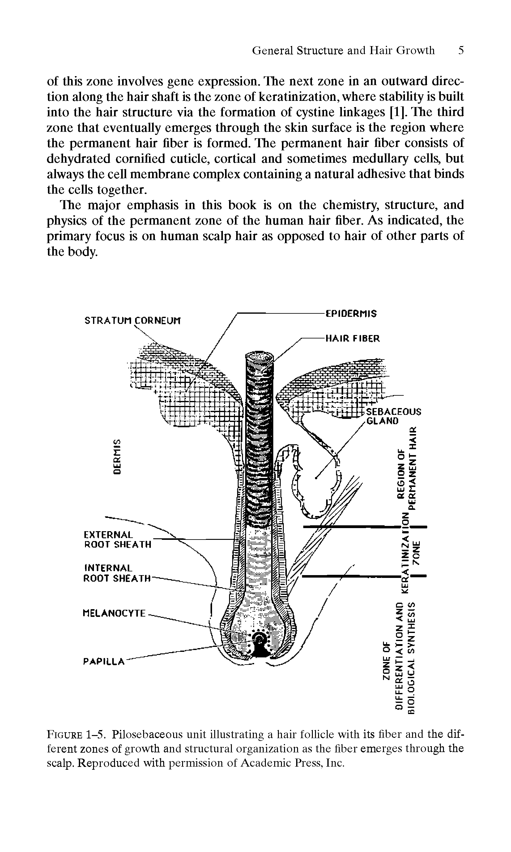 Figure 1-5. Pilosebaceous unit illustrating a hair follicle with its fiber and the different zones of growth and structural organization as the fiber emerges through the scalp. Reproduced with permission of Academic Press, Inc.