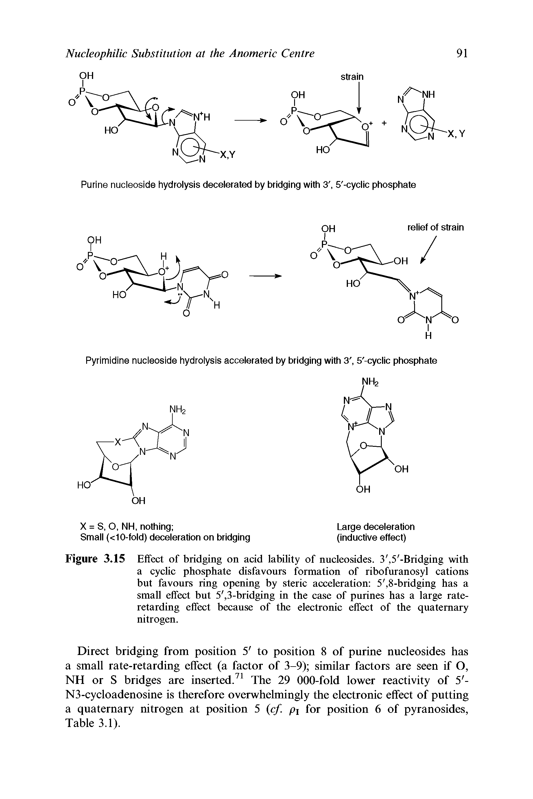 Figure 3.15 Effect of bridging on acid lability of nucleosides. 3, 5 -Bridging with a cyclic phosphate disfavours formation of ribofuranosyl cations but favours ring opening by steric acceleration 5, 8-bridging has a small effect but 5, 3-bridging in the case of purines has a large rate-retarding effect because of the electronic effect of the quaternary nitrogen.