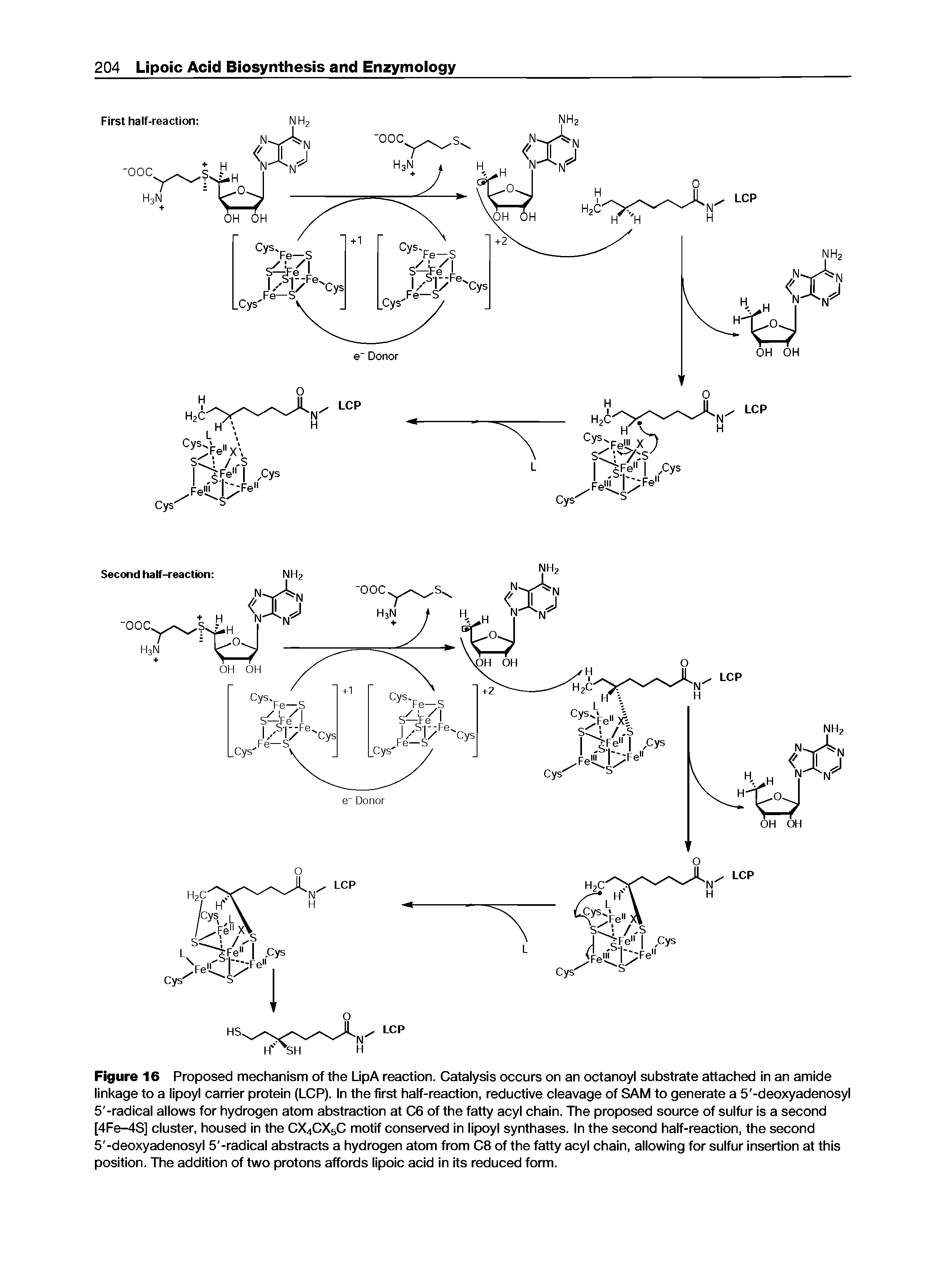 Figure 16 Proposed mechanism of the LipA reaction. Cataiysis occurs on an octanoyi substrate attached in an amide linkage to a lipoyl carrier protein (LCP). In the first half-reaction, reductive cleavage of SAM to generate a 5 -deoxyadenosyl 5 -radical allows for hydrogen atom abstraction at C6 of the fatty acyl chain. The proposed source of sulfur is a second [4Fe-4S] cluster, housed in the CX4CX5C motif conserved in lipoyl synthases. In the second half-reaction, the second 5 -deoxyadenosyl 5 -radical abstracts a hydrogen atom from C8 of the fatty acyl chain, allowing for sulfur insertion at this position. The addition of two protons affords lipoic acid in its reduced form.