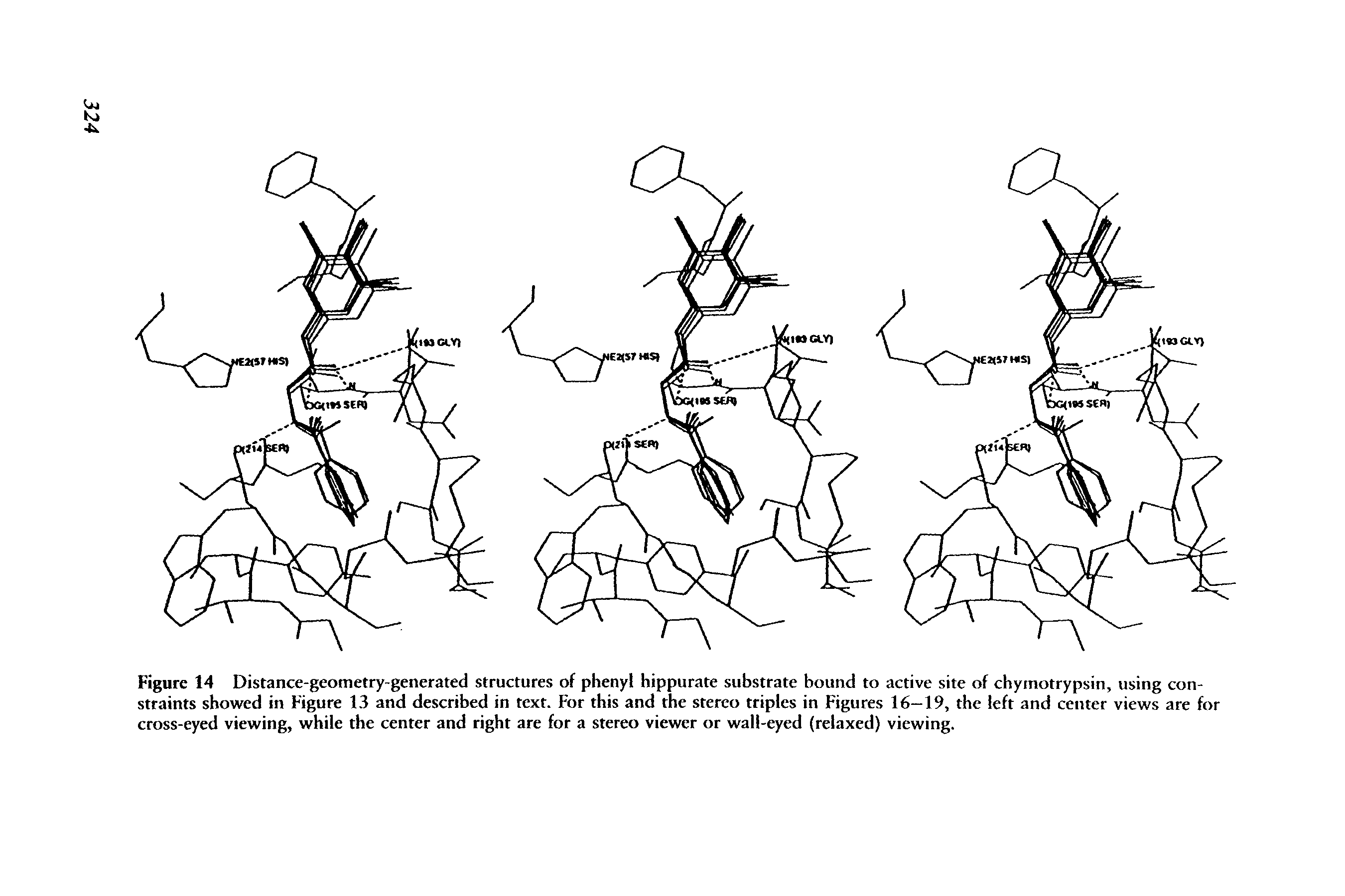 Figure 14 Distance-geometry-generated structures of phenyl hippurate substrate bound to active site of chymotrypsin, using constraints showed in Figure 13 and described in text. For this and the stereo triples in Figures 16—19, the left and center views are for cross-eyed viewing, while the center and right are for a stereo viewer or wall-eyed (relaxed) viewing.