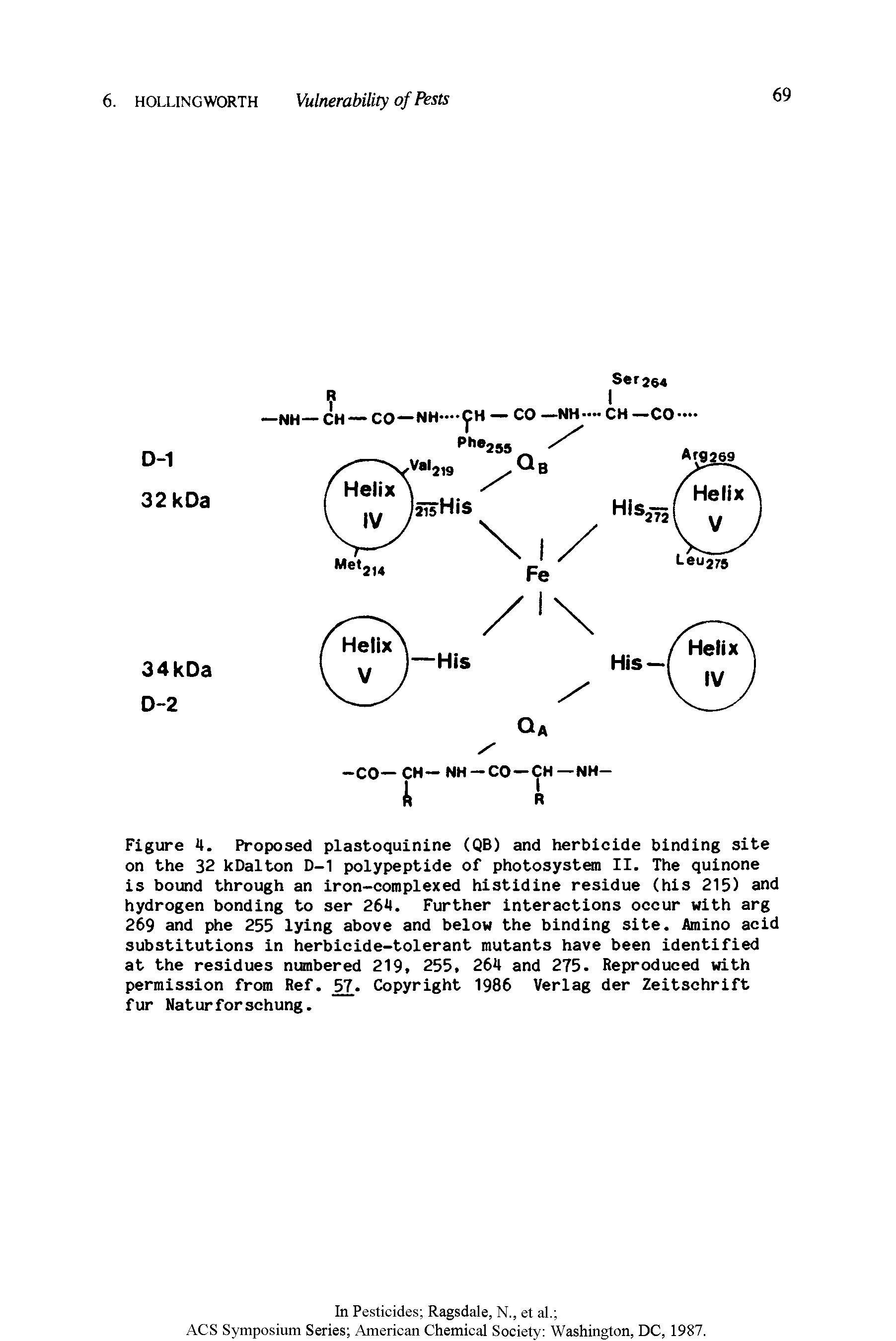 Figure 4. Proposed plastoquinine (QB) and herbicide binding site on the 32 kDalton D-1 polypeptide of photosystem II. The quinone is bound through an iron-complexed histidine residue (his 215) and hydrogen bonding to ser 264. Further interactions occur with arg 269 and phe 255 lying above and below the binding site. Amino acid substitutions in herbicide-tolerant mutants have been identified at the residues numbered 219. 255, 264 and 275. Reproduced with permission from Ref. 57. Copyright 1986 Verlag der Zeitschrift fur Naturforschung.
