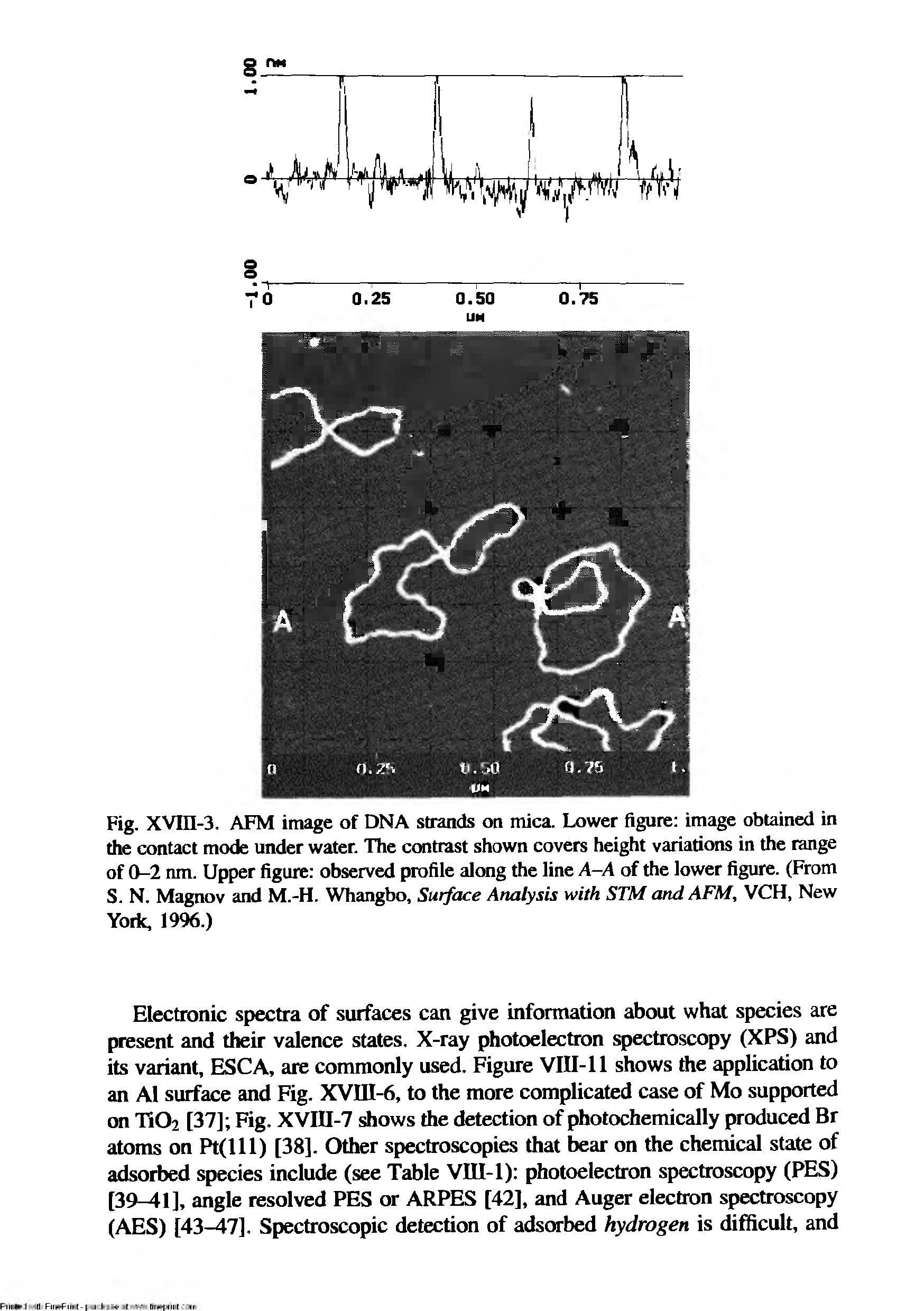 Fig. XVin-3. AFM image of DNA strands on mica. Lower figure image obtained in the contact mode under water. The contrast shown covers height variations in the range of 0-2 nm. Upper figure observed profile along the line A-A of the lower figure. (From S. N. Magnov and M.-H. Whangbo, Surface Analysis with STM and AFM, VCH, New Yoric, 1996.)...