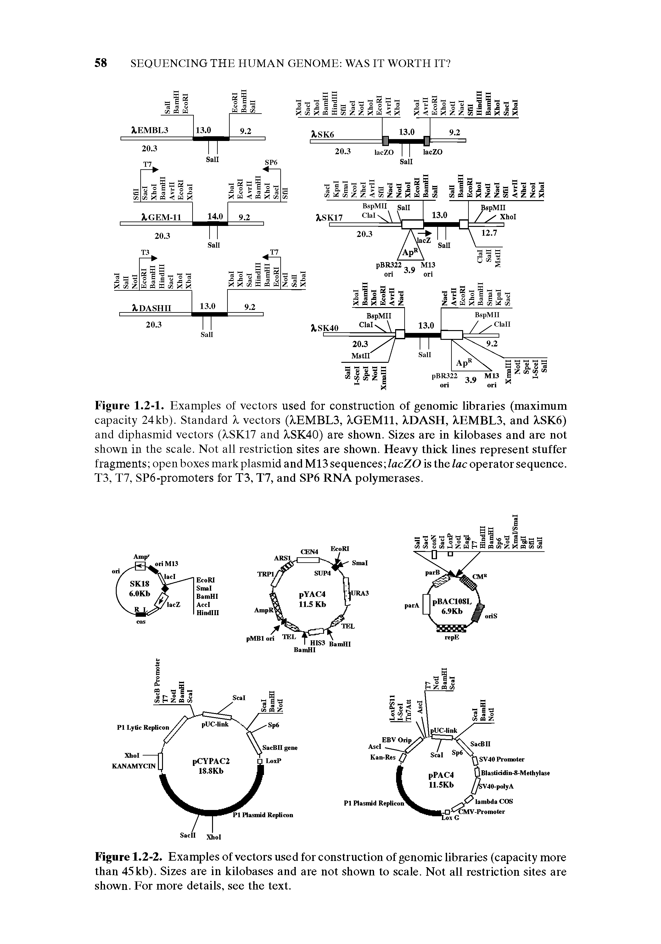 Figure 1.2-1. Examples of vectors used for construction of genomic libraries (maximum capacity 24kb). Standard X vectors (XEMBL3, XGEMll, X.DASH, A,EMBL3, and A.SK6) and diphasmid vectors (XSK17 and XSK40) are shown. Sizes are in kilobases and are not shown in the scale. Not all restriction sites are shown. Heavy thick lines represent stuffer fragments open boxes mark plasmid and M13 sequences /acZO is the lac operator sequence. T3, T7, SP6-promoters for T3, T7, and SP6 RNA polymerases.