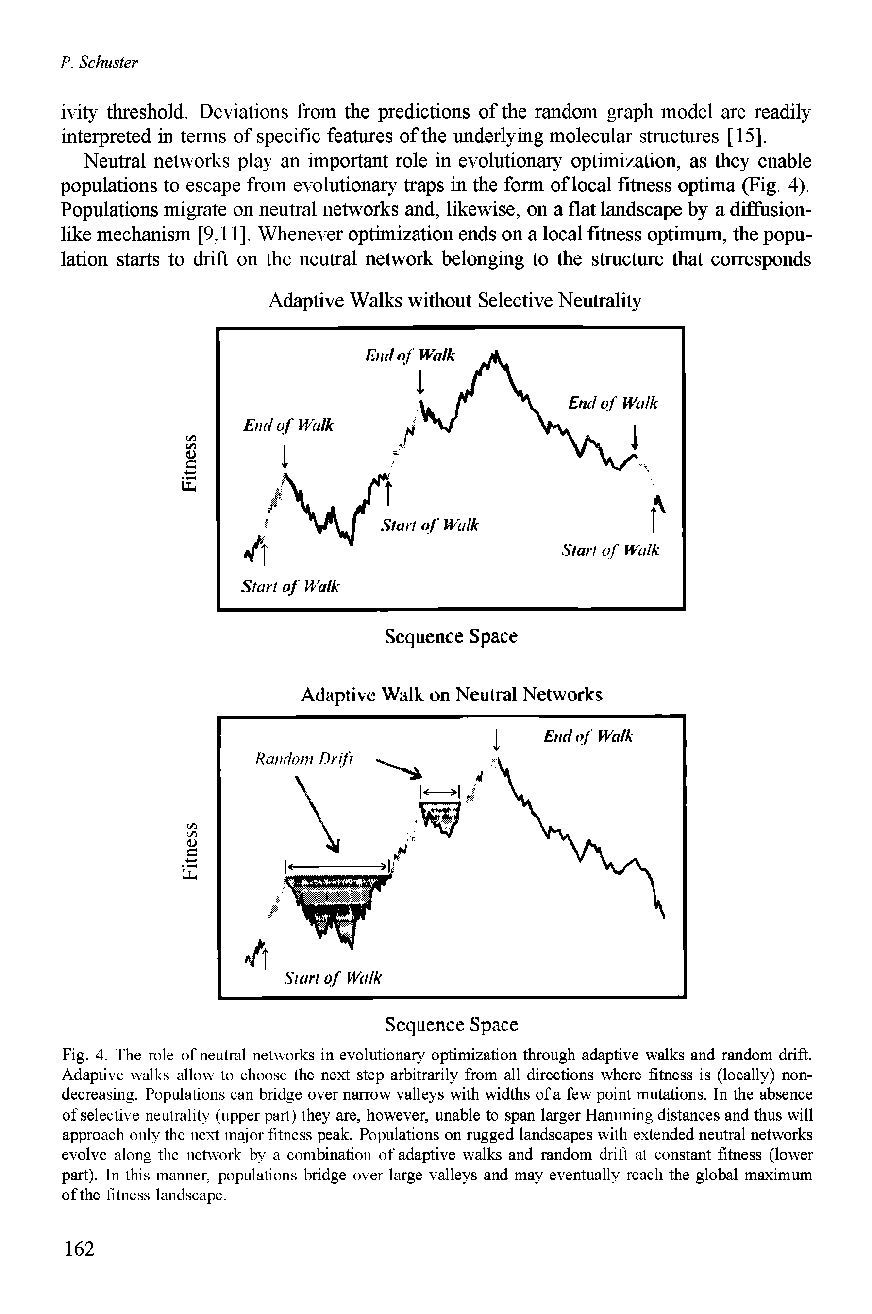 Fig. 4. The role of neutral networks in evolutionary optimization through adaptive walks and random drift. Adaptive walks allow to choose the next step arbitrarily from all directions where fitness is (locally) nondecreasing. Populations can bridge over narrow valleys with widths of a few point mutations. In the absence of selective neutrality (upper part) they are, however, unable to span larger Hamming distances and thus will approach only the next major fitness peak. Populations on rugged landscapes with extended neutral networks evolve along the network by a combination of adaptive walks and random drift at constant fitness (lower part). In this manner, populations bridge over large valleys and may eventually reach the global maximum ofthe fitness landscape.