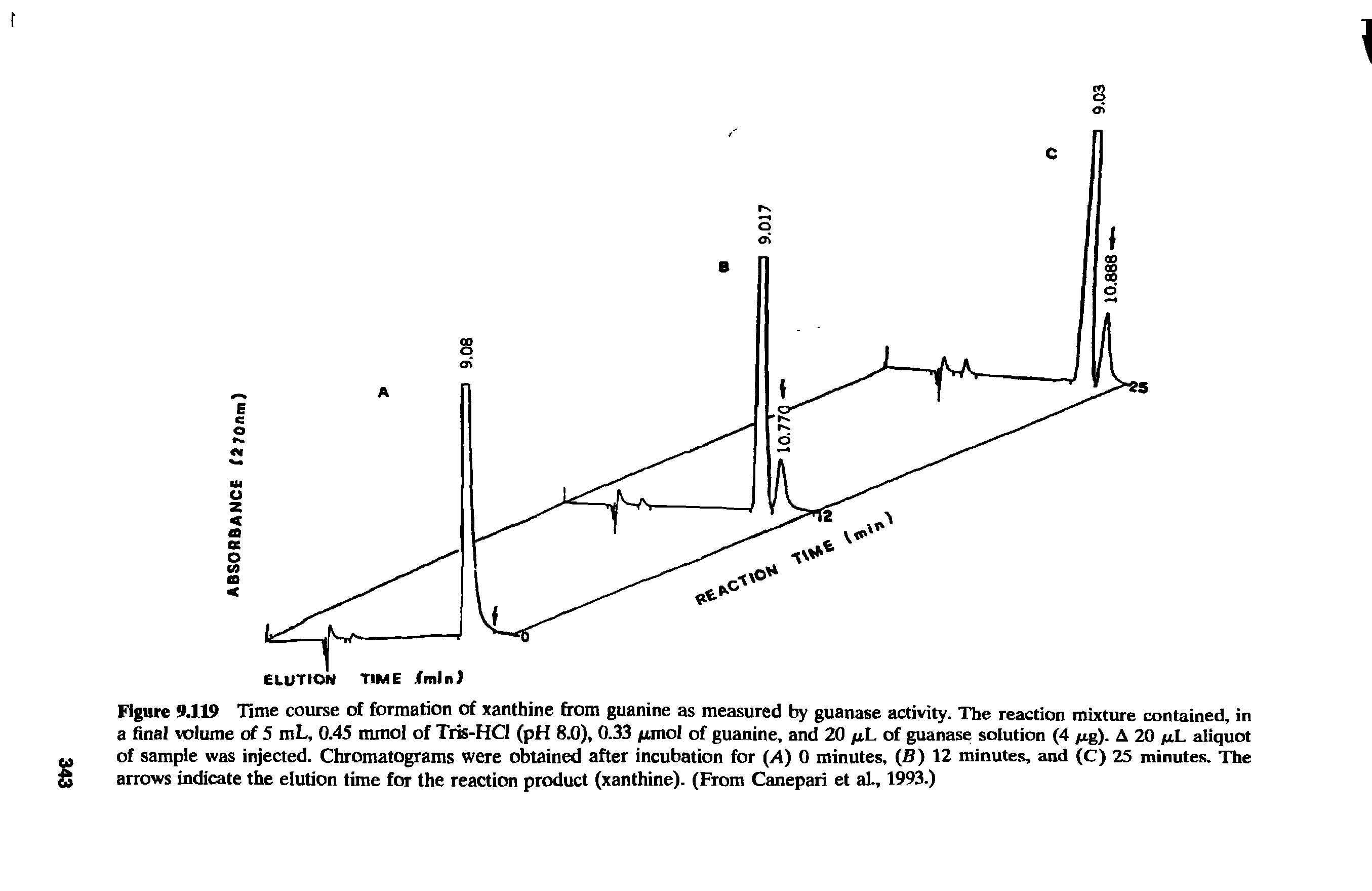 Figure 9.119 Time course of formation of xanthine from guanine as measured by guanase activity. The reaction mixture contained, in a final volume of 5 mL, 0.45 mmol of Tris-HCI (pH 8.0), 0.33 puno of guanine, and 20 ftL of guanase solution (4 yxg). A 20 /xL aliquot M of sample was injected. Chromatograms were obtained after incubation for (A) 0 minutes, (B) 12 minutes, and (C) 25 minutes. The S arrows indicate the elution time for the reaction product (xanthine). (From Canepari et aL, 1993.)...