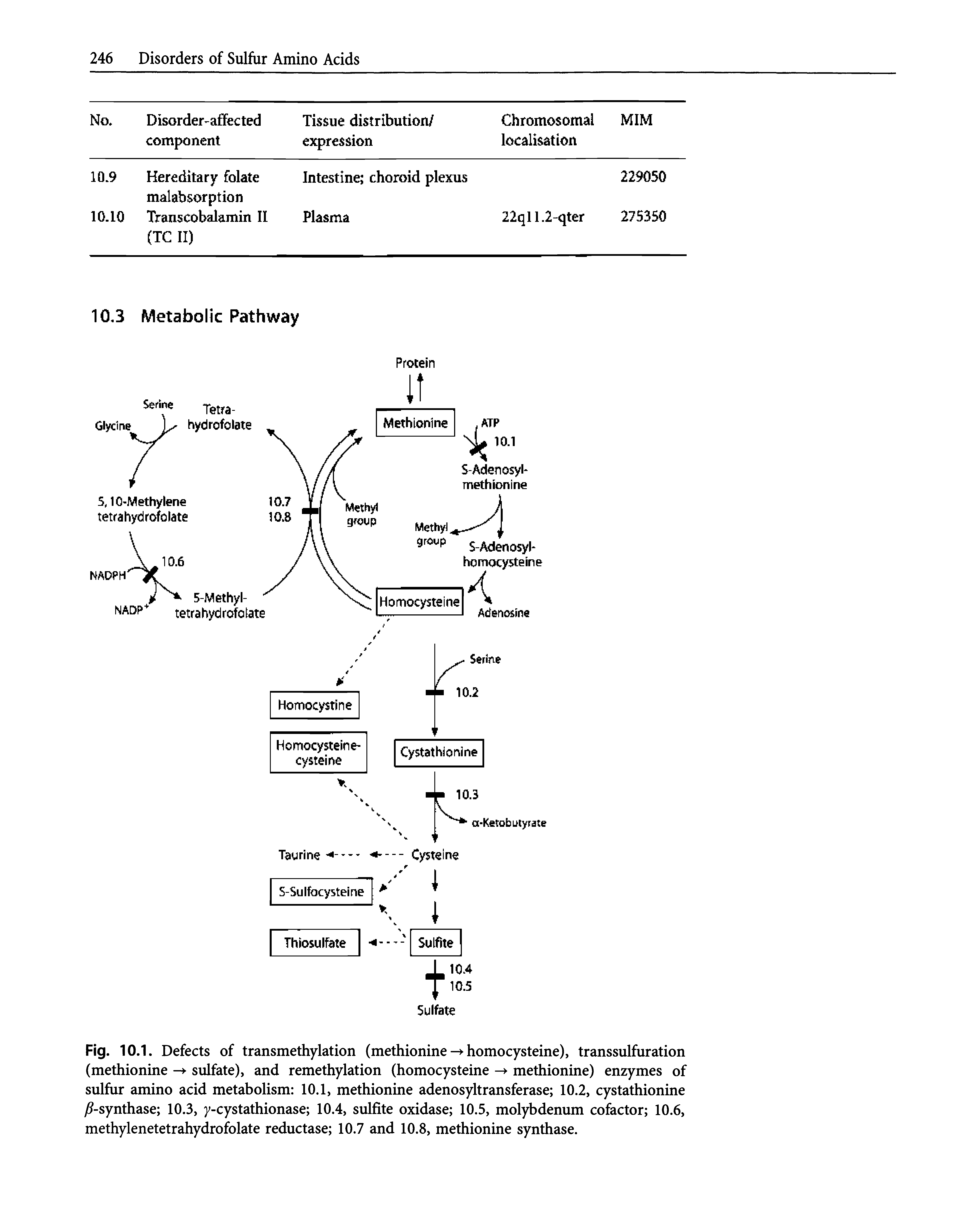 Fig. 10.1. Defects of transmethylation (methioninehomocysteine), transsulfuration (methionine sulfate), and remethylation (homocysteine - methionine) enzymes of sulfur amino acid metabolism 10.1, methionine adenosyltransferase 10.2, cystathionine ) -synthase 10.3, y-cystathionase 10.4, sulfite oxidase 10.5, molybdenum cofactor 10.6, methylenetetrahydrofolate reductase 10.7 and 10.8, methionine synthase.