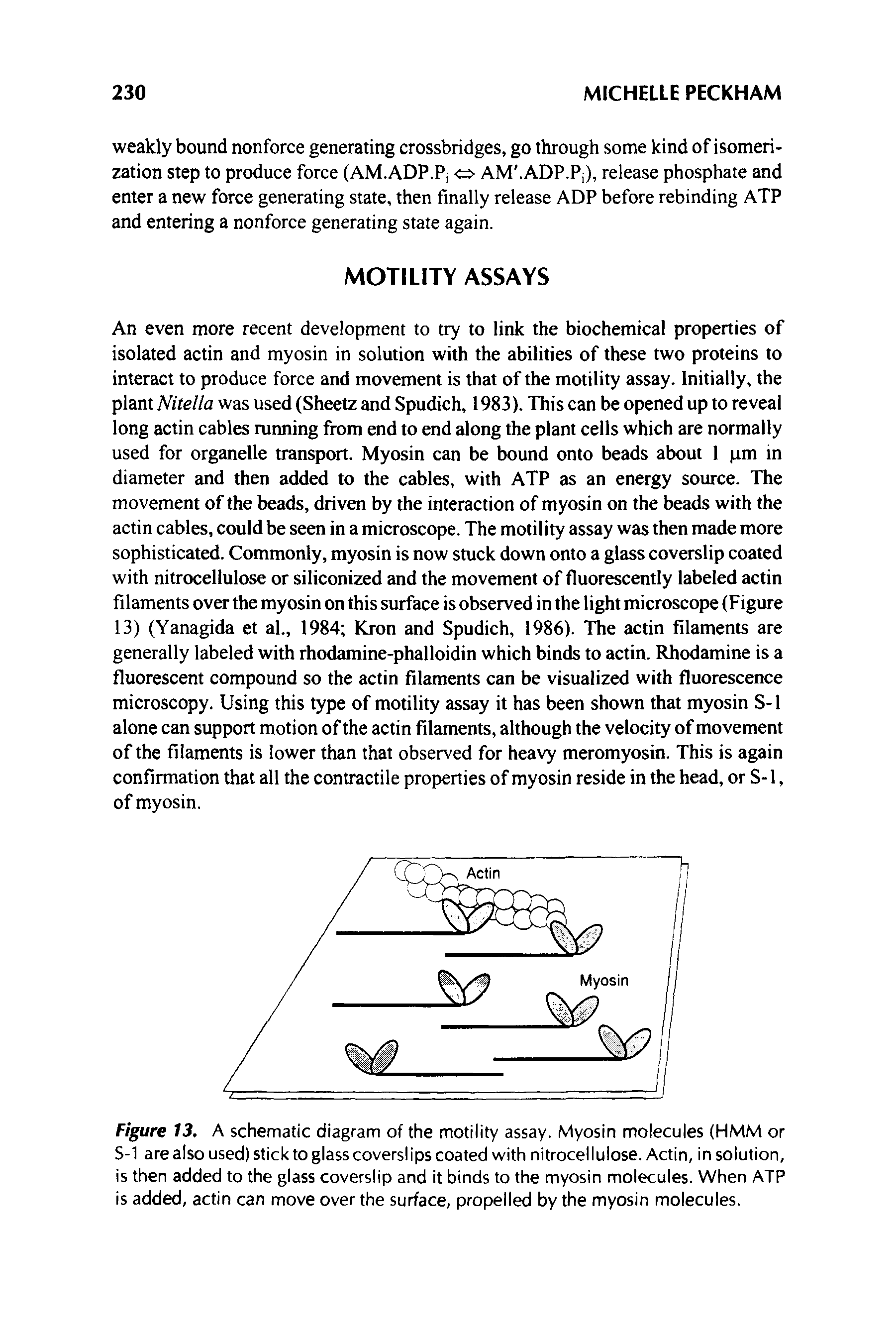 Figure 13, A schematic diagram of the motility assay. Myosin molecules (HMM or S-1 are also used) stick to glass coverslips coated with nitrocellulose. Actin, in solution, is then added to the glass coverslip and it binds to the myosin molecules. When ATP is added, actin can move over the surface, propelled by the myosin molecules.