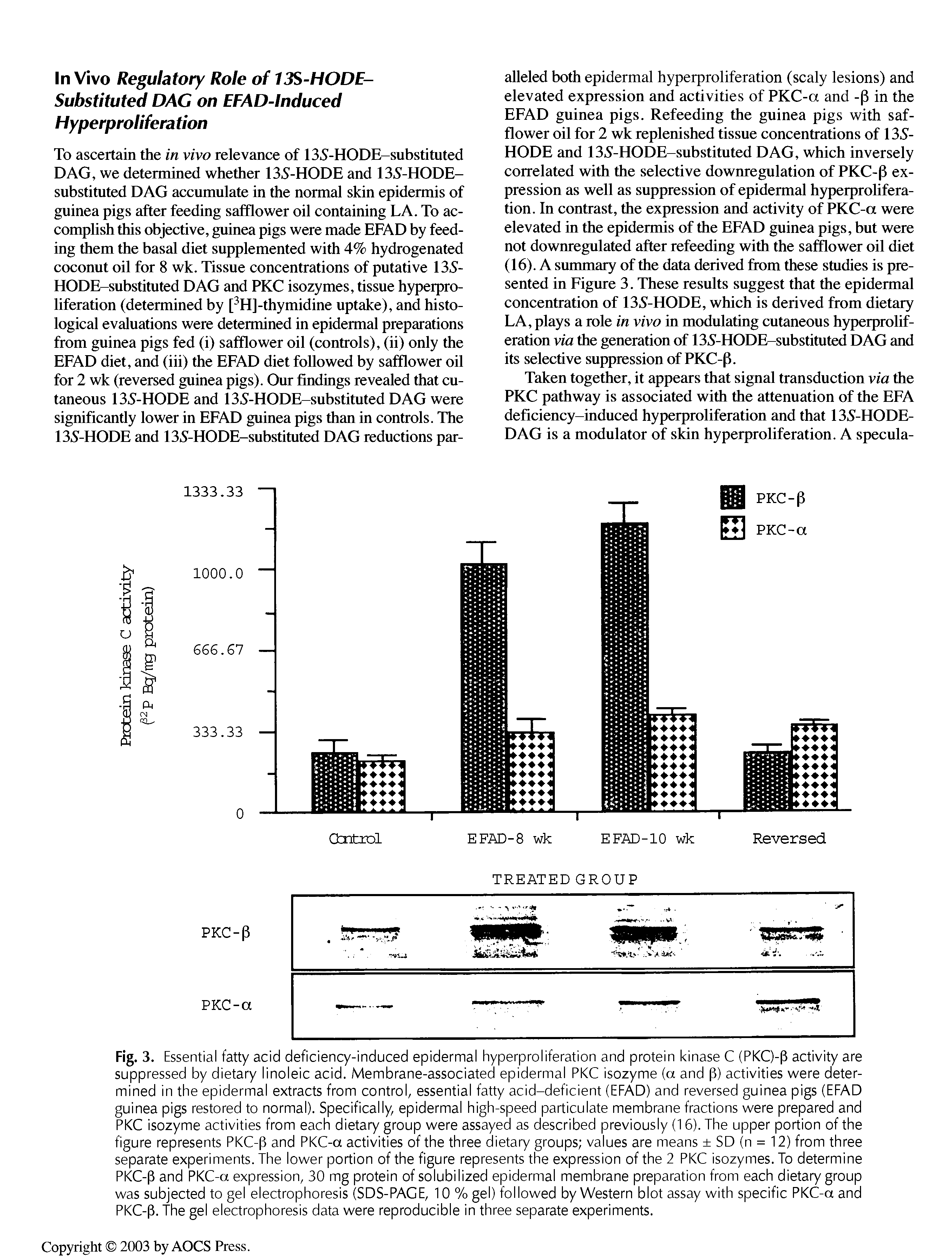 Fig. 3. Essential fatty acid deficiency-induced epidermal hyperproliferation and protein kinase C (PKC)-P activity are suppressed by dietary linoleic acid. Membrane-associated epidermal PKC isozyme (a and p) activities were determined in the epidermal extracts from control, essential fatty acid-deficient (EFAD) and reversed guinea pigs (EFAD guinea pigs restored to normal). Specifically, epidermal high-speed particulate membrane fractions were prepared and PKC isozyme activities from each dietary group were assayed as described previously (16). The upper portion of the figure represents PKC-p and PKC-a activities of the three dietary groups values are means SD (n = 12) from three separate experiments. The lower portion of the figure represents the expression of the 2 PKC isozymes. To determine PKC-P and PKC-a expression, 30 mg protein of solubilized epidermal membrane preparation from each dietary group was subjected to gel electrophoresis (SDS-PACE, 10 % gel) followed by Western blot assay with specific PKC-a and PKC-p. The gel electrophoresis data were reproducible in three separate experiments.