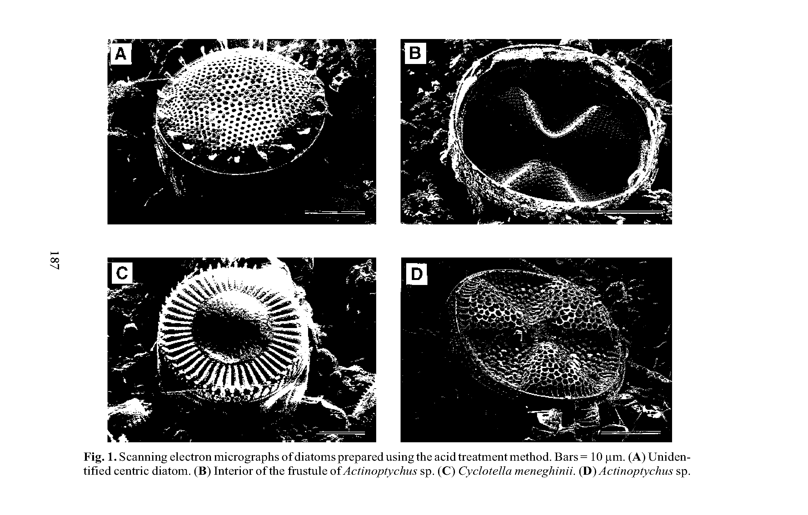Fig. 1. Scanning electron micrographs of diatoms prepared using the acid treatment method. Bars= 10 pm. (A) Unidentified centric diatom. (B) Interior of the frustule of Actinoptychus sp. (C) Cyclotella meneghinii. (D) Actinoptychus sp.