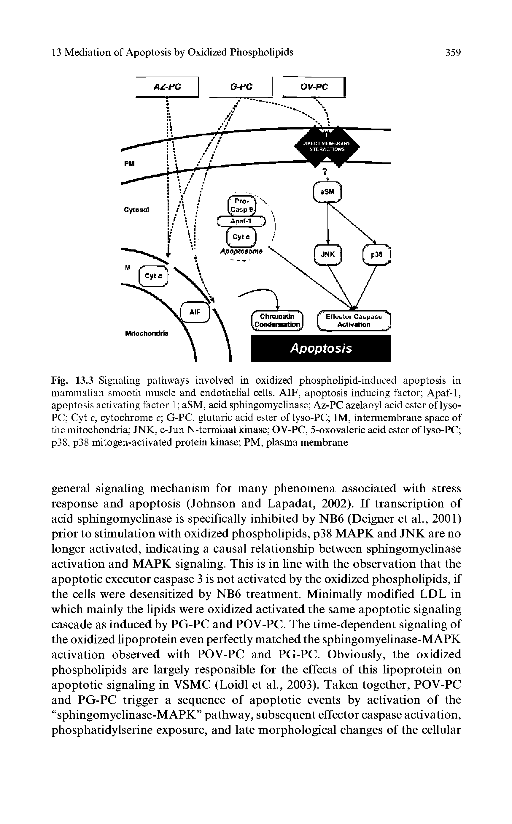 Fig. 13.3 Signaling pathways involved in oxidized phospholipid-induced apoptosis in mammalian smooth muscle and endothelial cells. AIF, apoptosis inducing factor Apaf-1, apoptosis activating factor 1 aSM, acid sphingomyelinase Az-PC azelaoyl acid ester of lyso-PC Cyt c, cytochrome c G-PC, glutaric acid ester of lyso-PC IM, intermembrane space of the mitochondria JNK, c-Jun N-terminal kinase OV-PC, 5-oxovaleric acid ester of lyso-PC p38, p38 mitogen-activated protein kinase PM, plasma membrane...