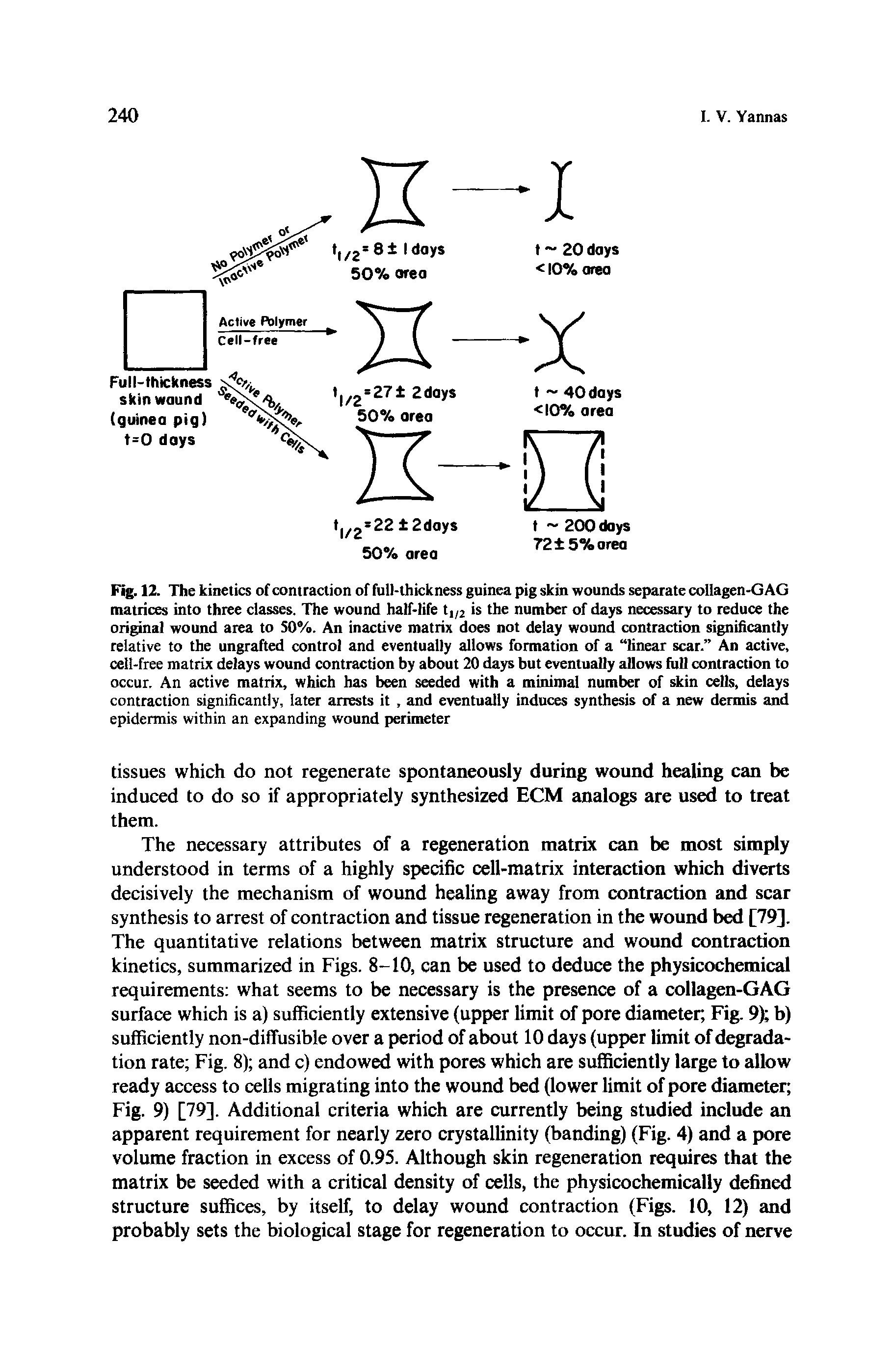 Fig. 12. The kinetics of contraction of full-thickness guinea pig skin wounds separate collagen-GAG matrices into three classes. The wound half-life t,/2 is the number of days necessary to reduce the original wound area to 50%. An inactive matrix does not delay wound contraction significantly relative to the ungrafted control and eventually allows formation of a linear scar. An active, cell-free matrix delays wound contraction by about 20 days but eventually allows lull contraction to occur. An active matrix, which has been seeded with a minimal number of skin cells, delays contraction significantly, later arrests it, and eventually induces synthesis of a new dermis and epidermis within an expanding wound perimeter...