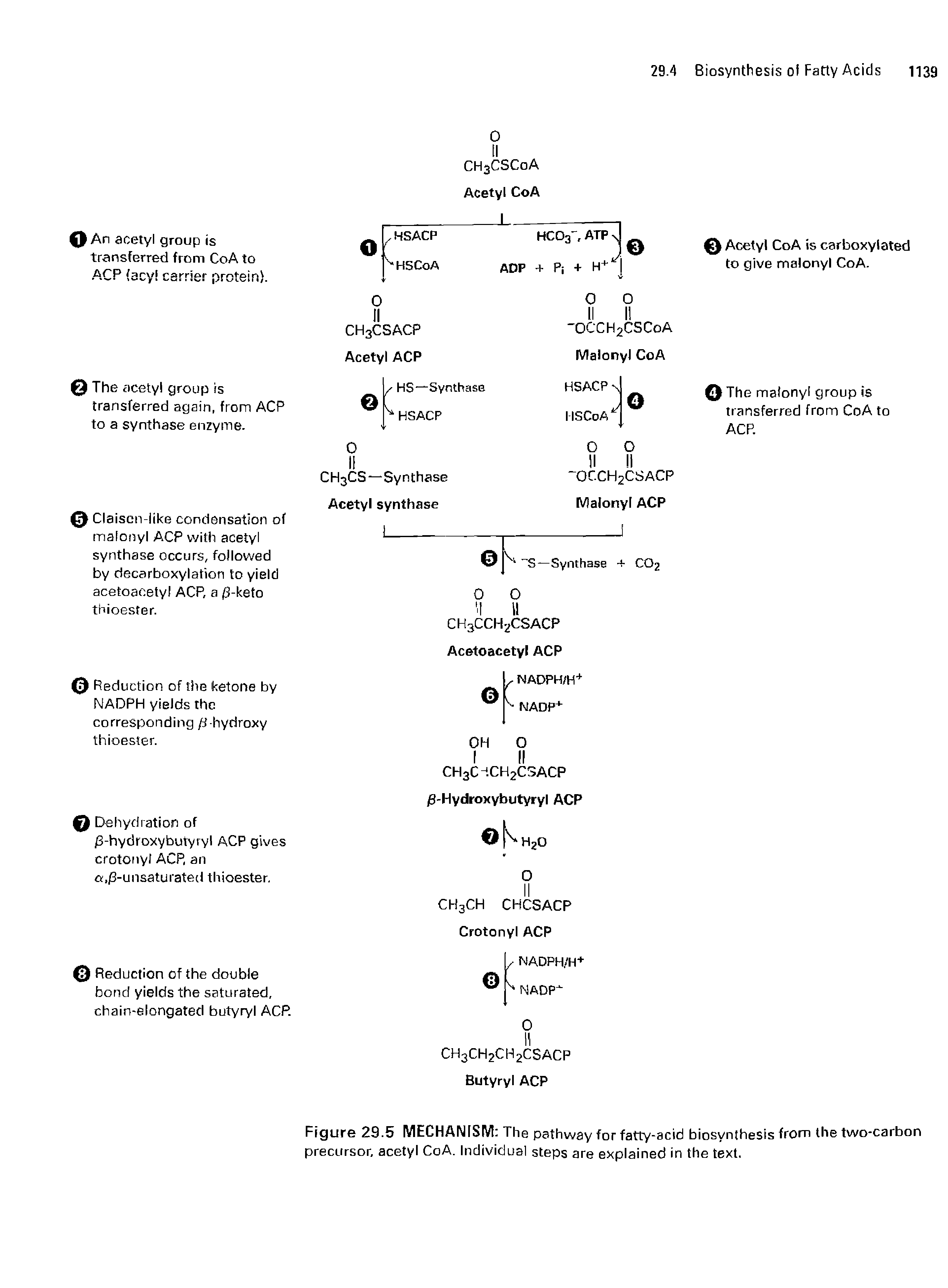Figure 29.5 MECHANISM The pathway for fatty-acid biosynthesis from the two-carbon precursor, acetyl CoA. Individual steps are explained in the text.