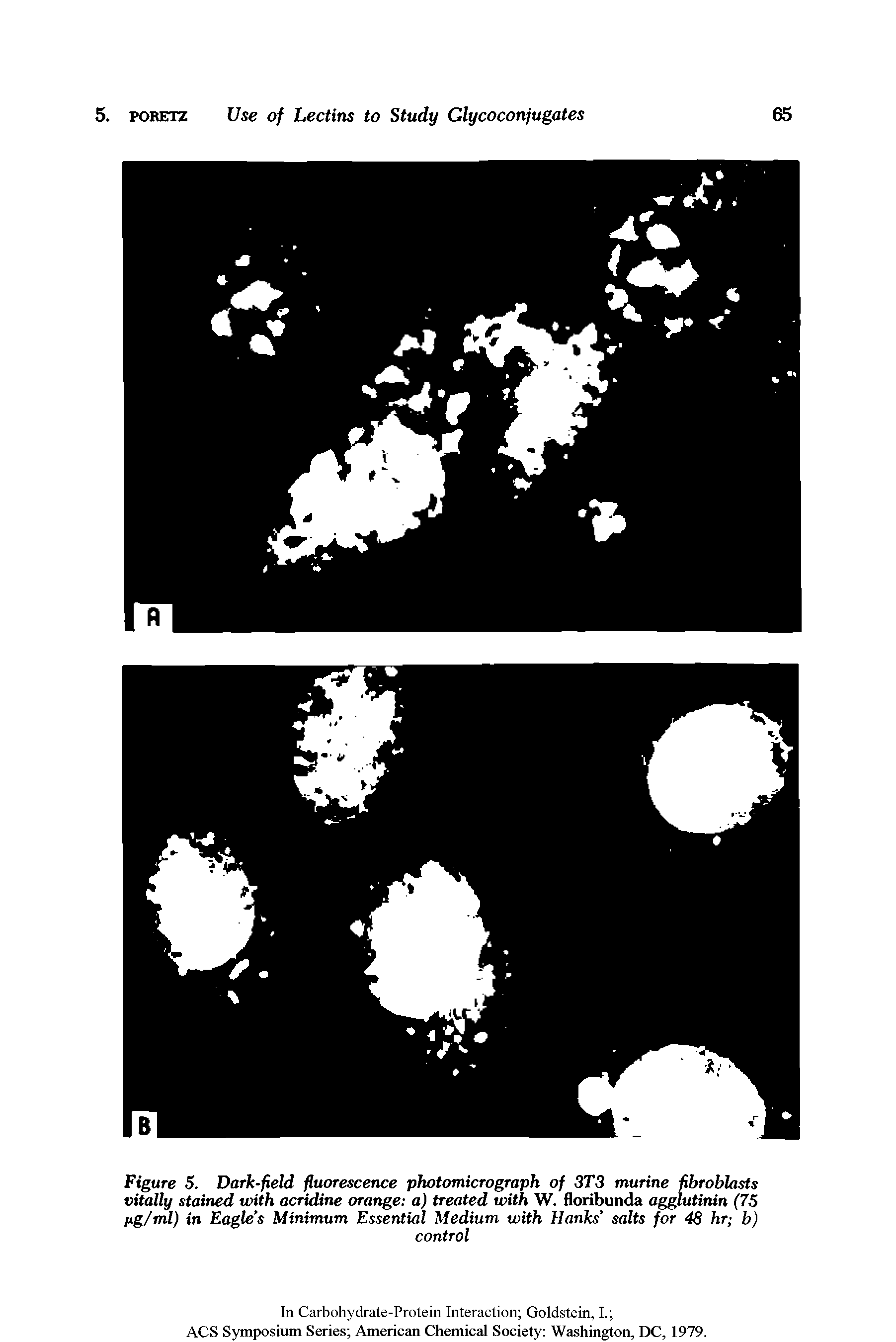 Figure 5. Dark-field fluorescence photomicrograph of 3T3 murine fibroblasts vitally stained with acridine orange a) treated with W. floribunda agglutinin (75 Hg/ml) in Eagle s Minimum Essential Medium with Hanks salts for 48 hr b)...