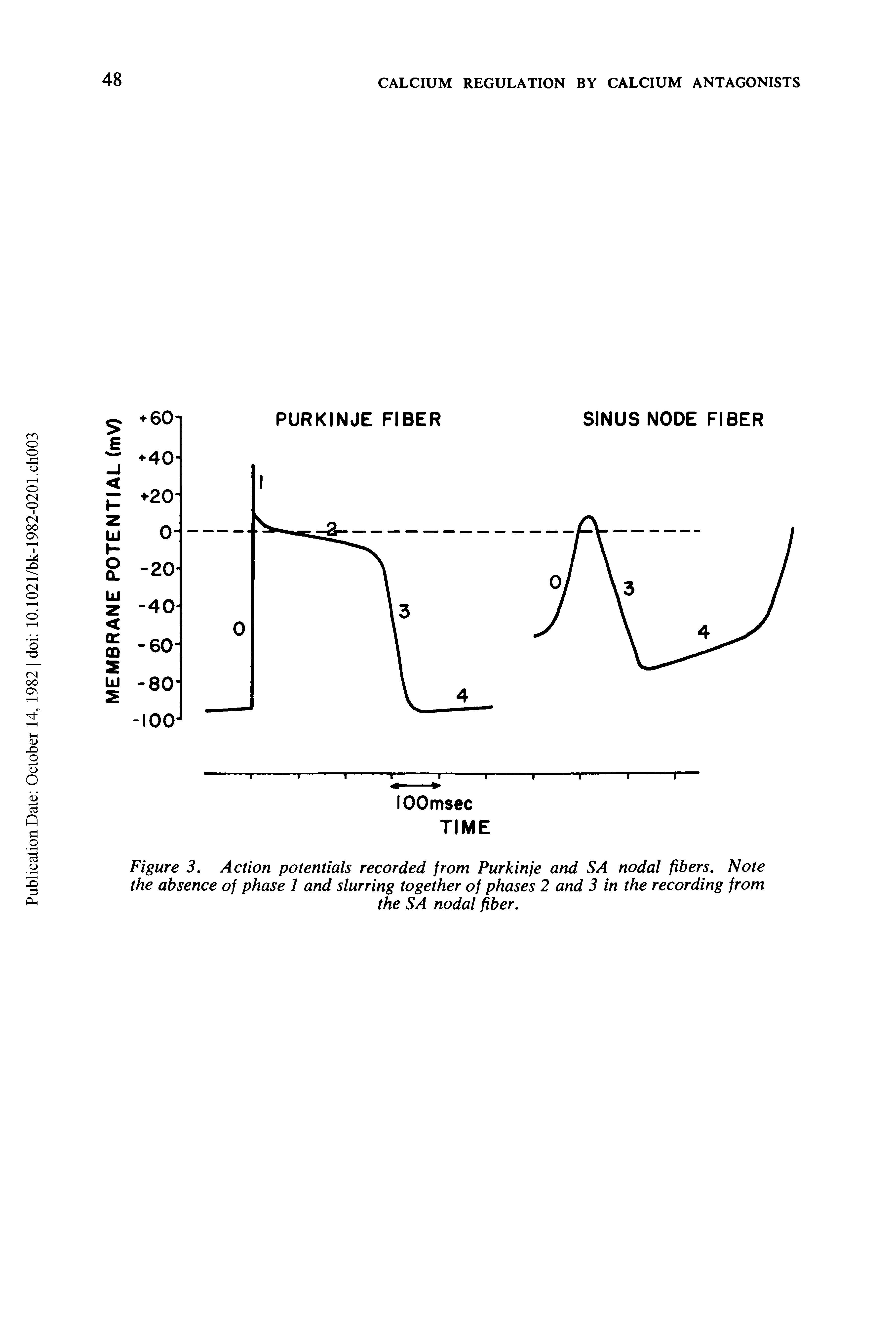 Figure 3. Action potentials recorded from Purkinje and SA nodal fibers. Note the absence of phase 1 and slurring together of phases 2 and 3 in the recording from...
