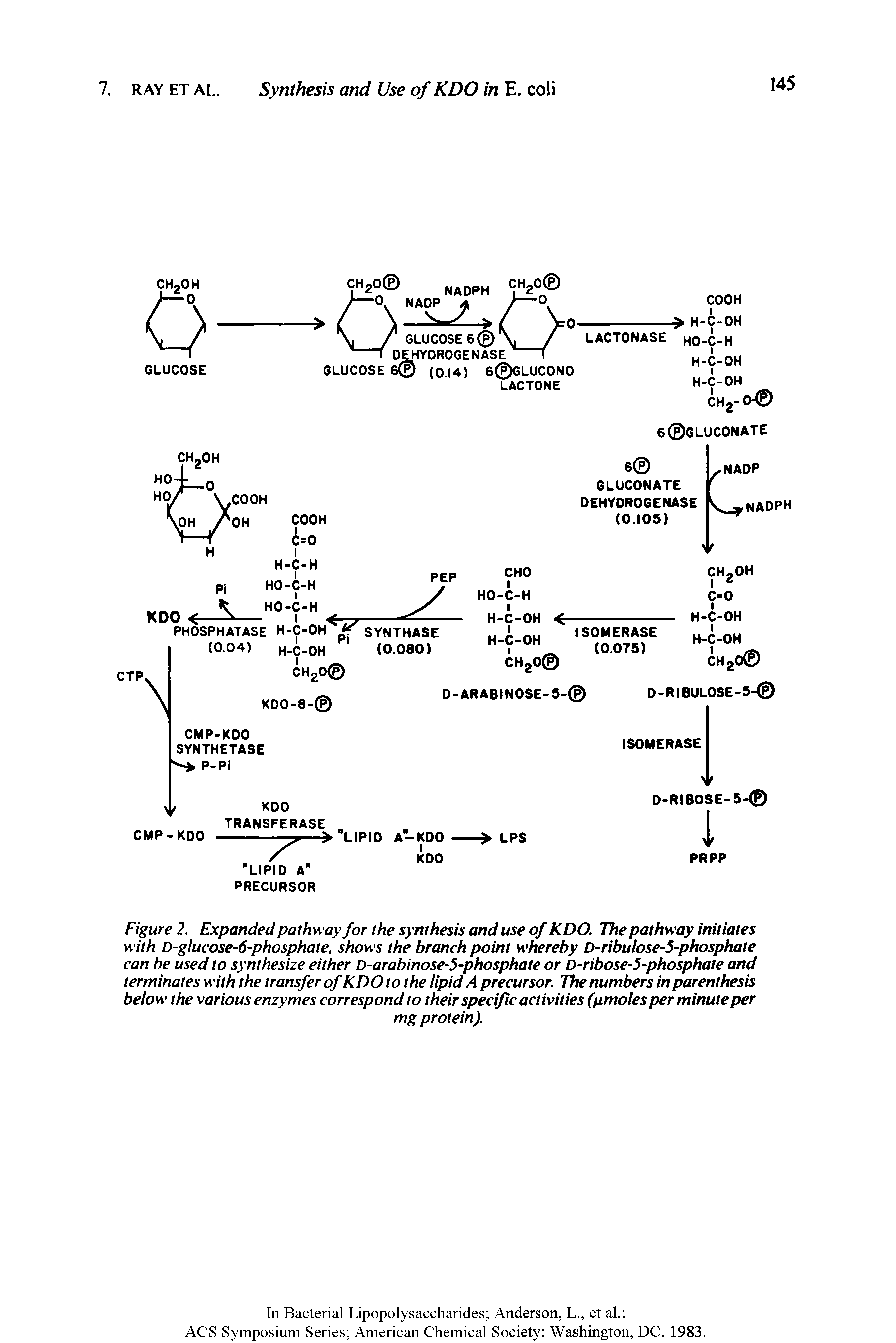 Figure 2. Expanded pathway for the synthesis and use of KDO. The pathway initiates with D-giucose-6-phosphate, shows the branch point whereby D-ribulose-5-phosphate can be used to synthesize either D-arabinose-5-phosphate or D-ribose-5-phosphate and terminates with the transfer of KDO to the lipid A precursor. The numbers in parenthesis below the various enzymes correspond to their specific activities (nmoles per minute per...