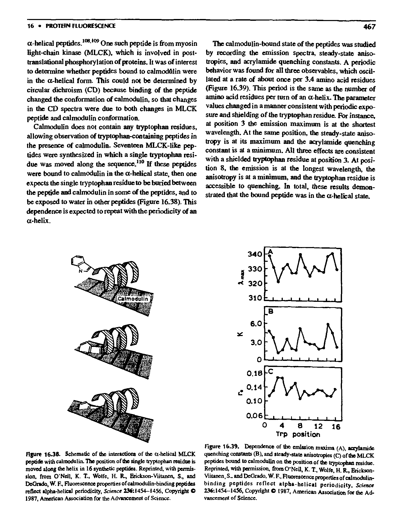 Figure 16.38- Schemade of the inteiactlona of the a-hetical MLCK peptide with calioodutin. The position of the single tryptophan residue is moved along the helix in 16 synthetic peptides. Reprinted, with permission. from O Neil, K. T., Wolfe, H. K, EricksM-Viitanen, S., and OeOrado, W. F. Fluorescence properties of calmodulin-binding peptides reflect alpha-helieal periodicity, Science 236 1454-1456, Copyright O 1987, American Association for the Advancemeat of Science.