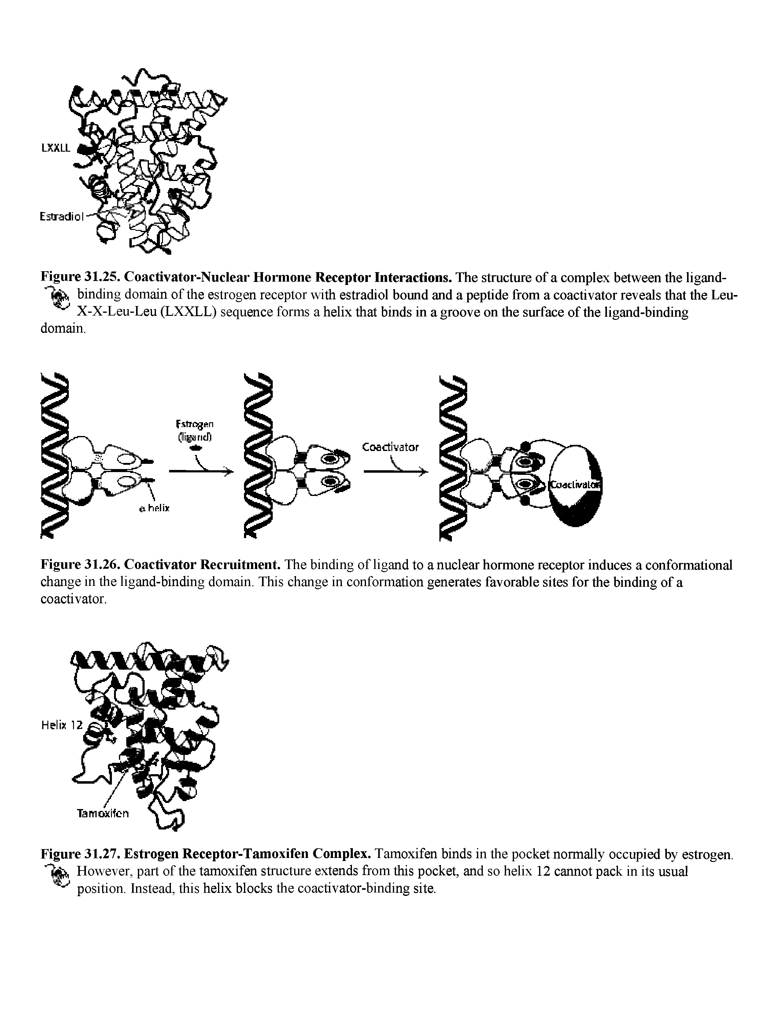 Figure 31.25. Coactivator-Nuclear Hormoue Receptor Interactions. The structure of a complex between the ligand-binding domain of the estrogen receptor with estradiol bound and a peptide from a coactivator reveals that the Leu-X-X-Leu-Leu (LXXLL) sequence forms a helix that binds in a groove on the surface of the ligand-binding domain.