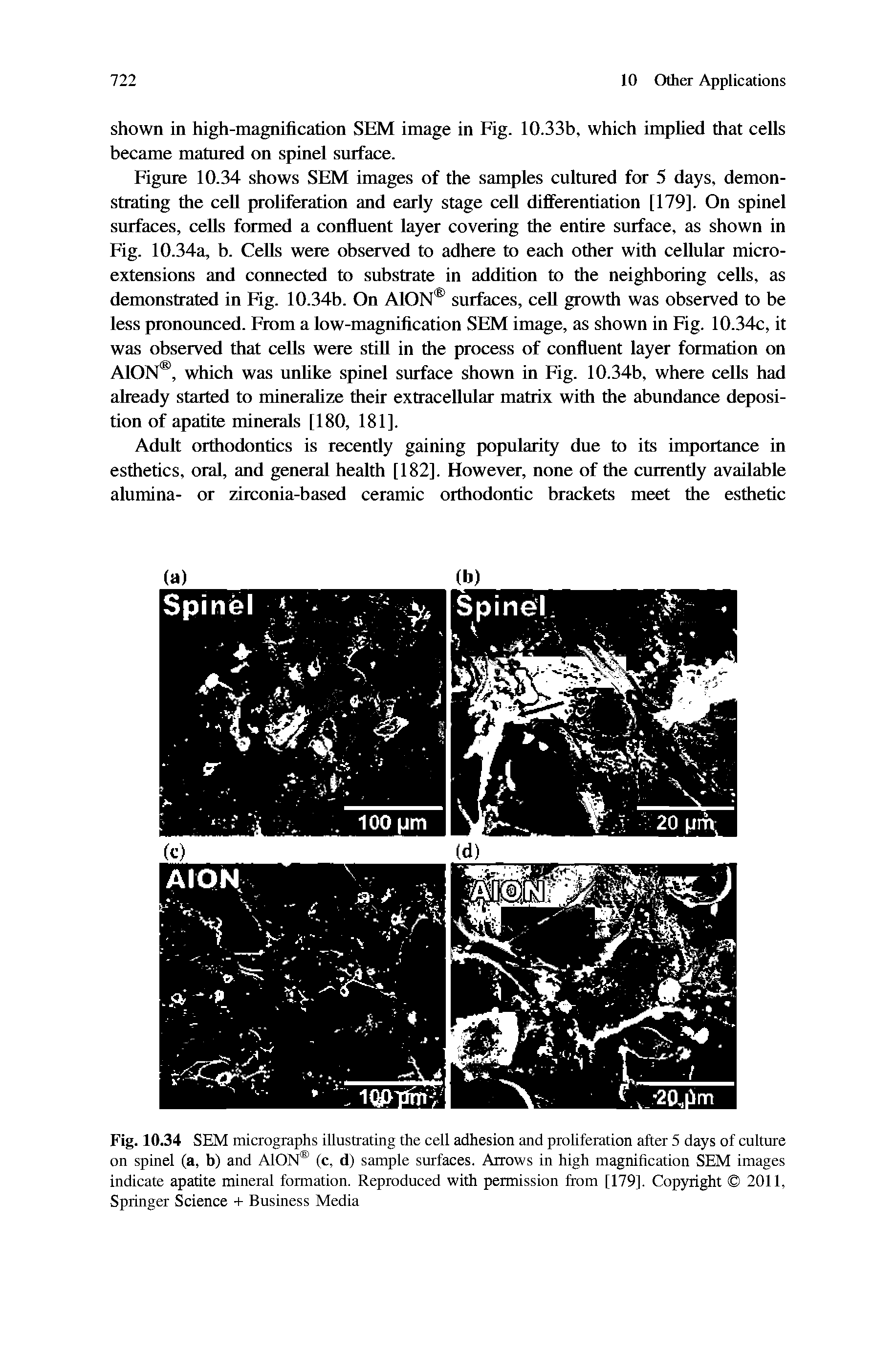 Figure 10.34 shows SEM images of the samples cultured for 5 days, demonstrating the cell proliferation and early stage cell differentiation [179]. On spinel surfaces, cells formed a confluent layer covering the entire surface, as shown in Fig. 10.34a, b. Cells were observed to adhere to each other with cellular microextensions and connected to substrate in addition to the neighboring cells, as demonstrated in Fig. 10.34b. On AlON surfaces, cell growth was observed to be less pronounced. From a low-magnification SEM image, as shown in Fig. 10.34c, it was observed that cells were stiU in the process of confluent layer formation on AlON , which was unlike spinel surface shown in Fig. 10.34b, where cells had already started to mineralize their extracellular matrix with the abundance deposition of apatite minerals [180, 181].