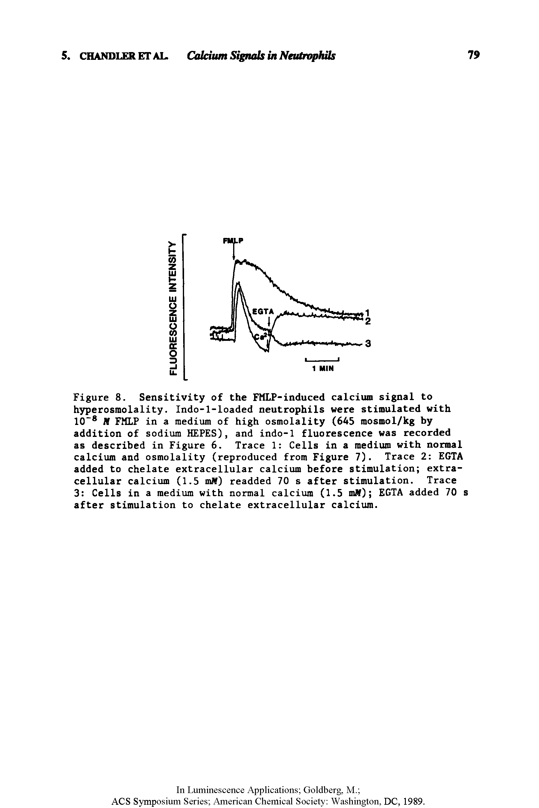 Figure 8. Sensitivity of the FMLP-induced calcium signal to hyperosmolality. Indo-l-loaded neutrophils were stimulated with 10 M FMLP in a medium of high osmolality (645 mosmol/kg by addition of sodium HEPES), and indo-1 fluorescence was recorded as described in Figure 6. Trace 1 Cells in a medium with normal calcium and osmolality (reproduced from Figure 7). Trace 2 EGTA added to chelate extracellular calcium before stimulation extracellular calcium (1.5 miV) readded 70 s after stimulation. Trace 3 Cells in a medium with normal calcium (1.5 mW) EGTA added 70 s after stimulation to chelate extracellular calcium.