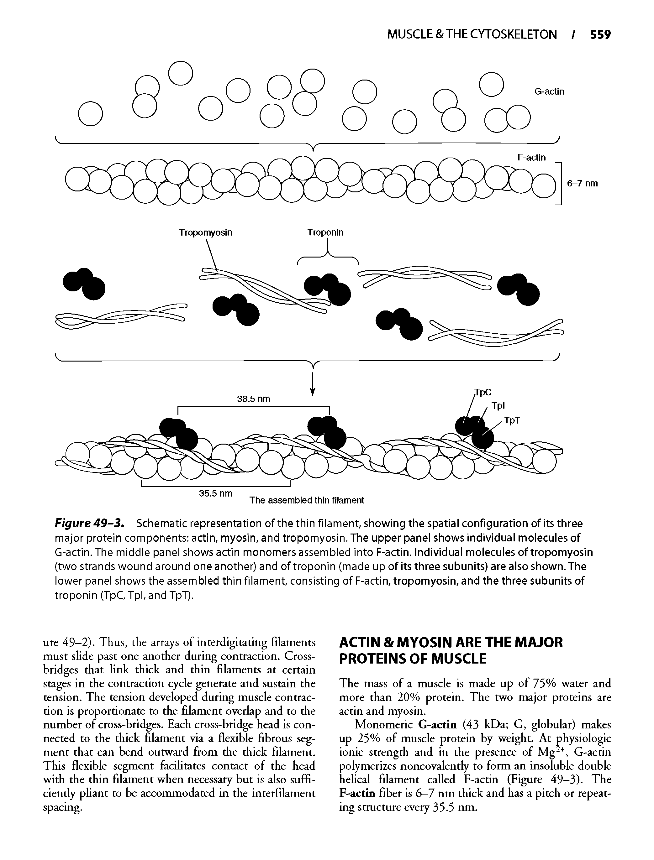 Figure 49-3. Schematic representation of the thin fiiament, showing the spatiai configuration of its three major protein components actin, myosin, and tropomyosin. The upper panei shows individual molecules of G-actin. The middle panel shows actin monomers assembled into F-actin. Individual molecules of tropomyosin (two strands wound around one another) and of troponin (made up of its three subunits) are also shown. The lower panel shows the assembled thin filament, consisting of F-actin, tropomyosin, and the three subunits of troponin (TpC, Tpl, andTpT).