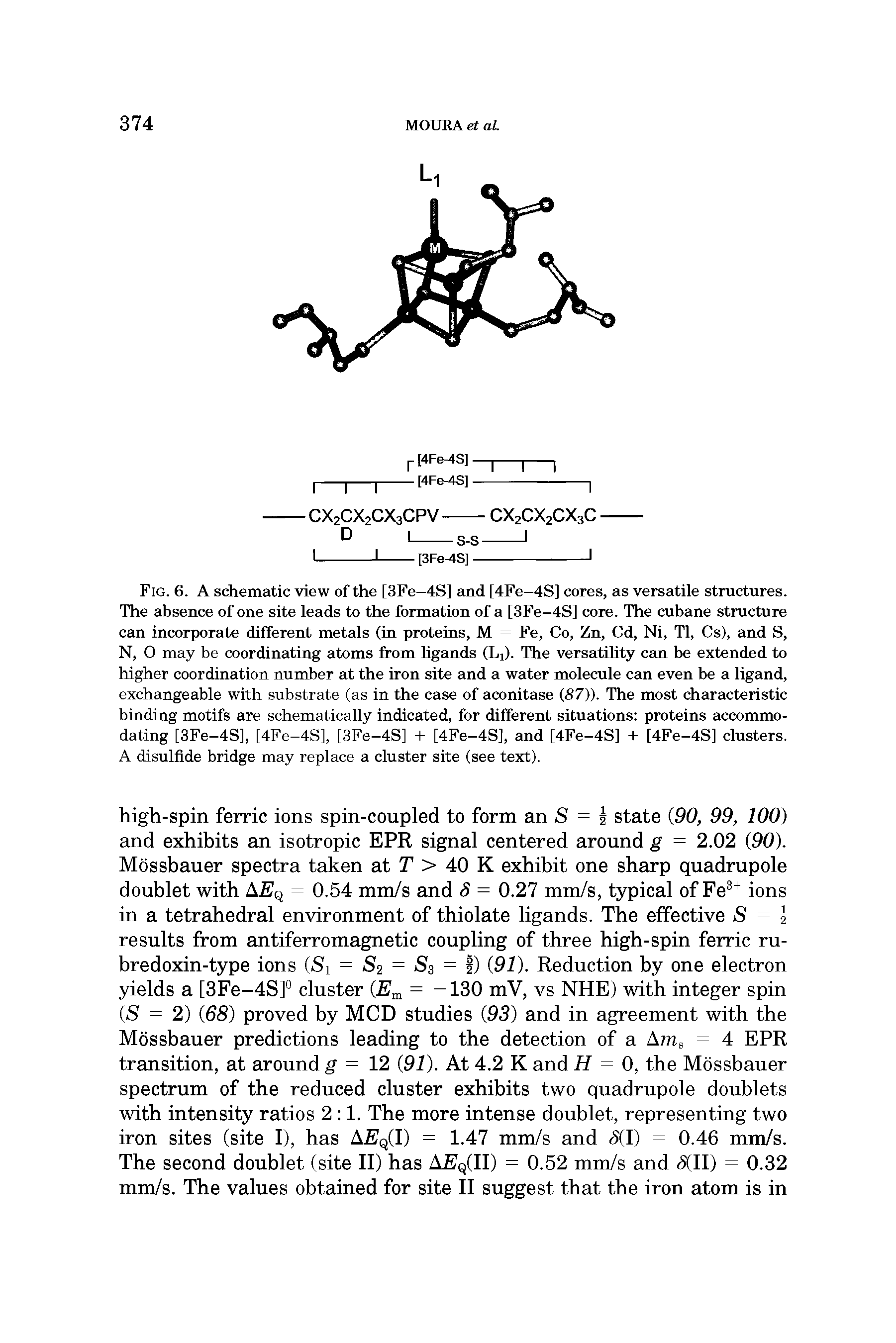 Fig. 6. A schematic view of the [3Fe-4S] Emd [4Fe-4S] cores, as versatile structures. The absence of one site leads to the formation of a [3Fe-4S] core. The cubane structure can incorporate different metals (in proteins, M = Fe, Co, Zn, Cd, Ni, Tl, Cs), and S, N, O may be coordinating atoms from hgands (Li). The versatihty csm be extended to higher coordination number at the iron site and a water molecule can even be a ligand, exchangeable with substrate (as in the case of aconitase (,87)). The most characteristic binding motifs are schematically indicated, for different situations proteins accommodating [3Fe-4S], [4Fe-4S], [3Fe-4S] + [4Fe-4S], and [4Fe-4S] -I- [4Fe-4S] clusters. A disulfide bridge may replace a cluster site (see text).