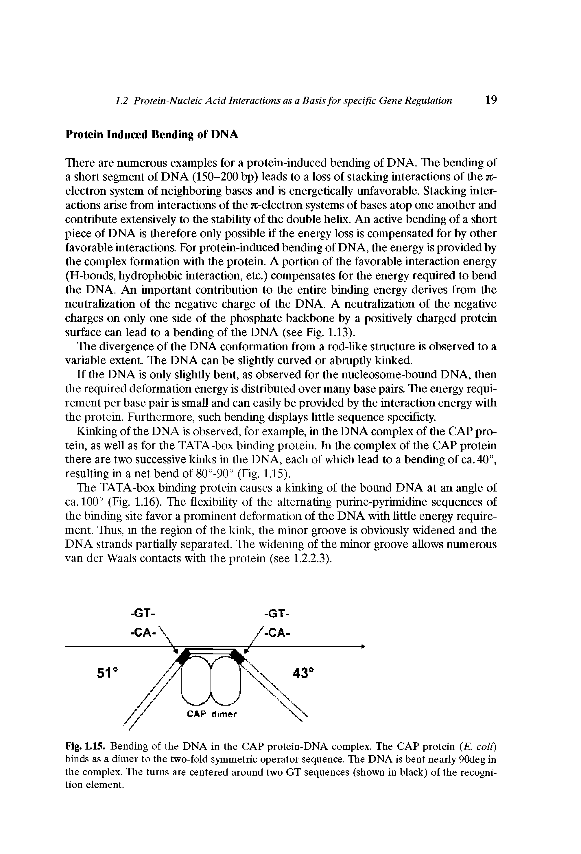 Fig. 1.15. Bending of the DNA in the CAP protein-DNA complex. The CAP protein ( . coli) binds as a dimer to the two-fold symmetric operator sequence. The DNA is bent nearly 90deg in the complex. The turns are centered around two GT sequences (shown in black) of the recognition element.