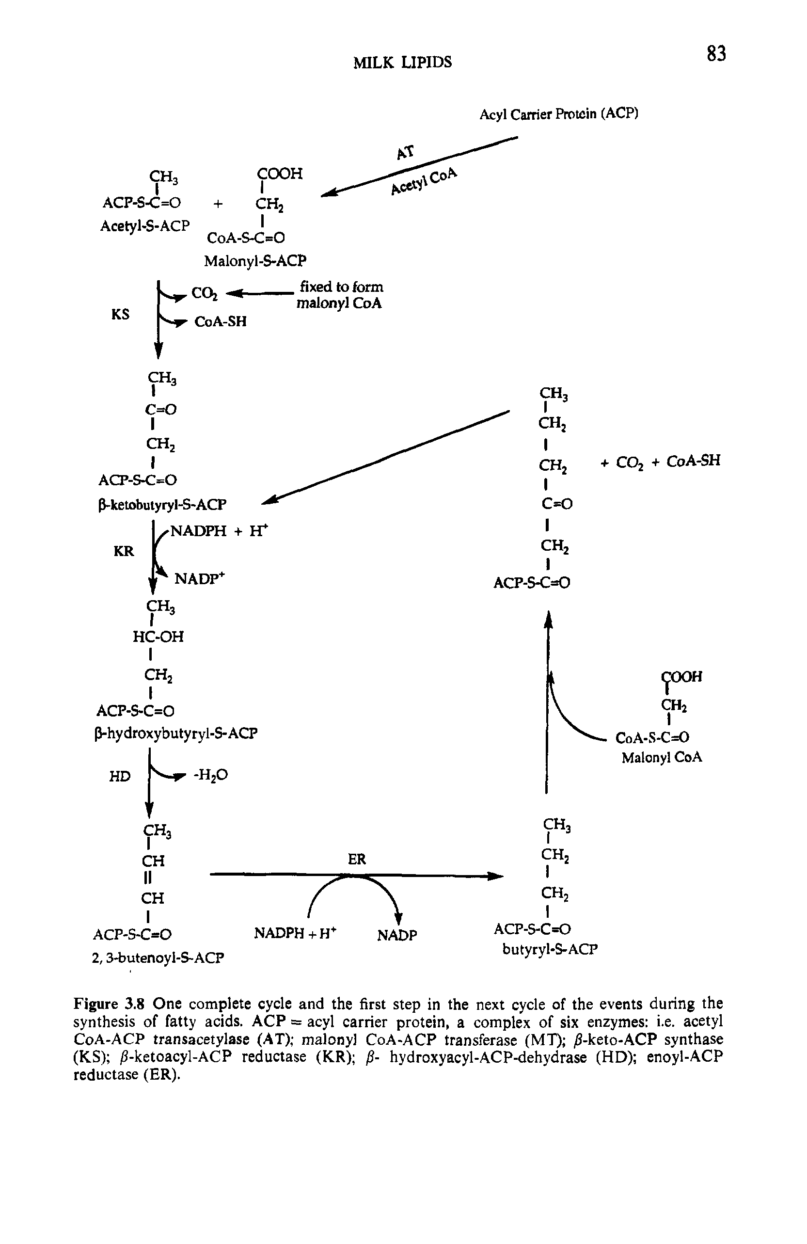 Figure 3.8 One complete cycle and the first step in the next cycle of the events during the synthesis of fatty acids. ACP = acyl carrier protein, a complex of six enzymes i.e. acetyl CoA-ACP transacetylase (AT) malonyl CoA-ACP transferase (MT) /3-keto-ACP synthase (KS) /J-ketoacyl-ACP reductase (KR) / - hydroxyacyl-ACP-dehydrase (HD) enoyl-ACP reductase (ER).