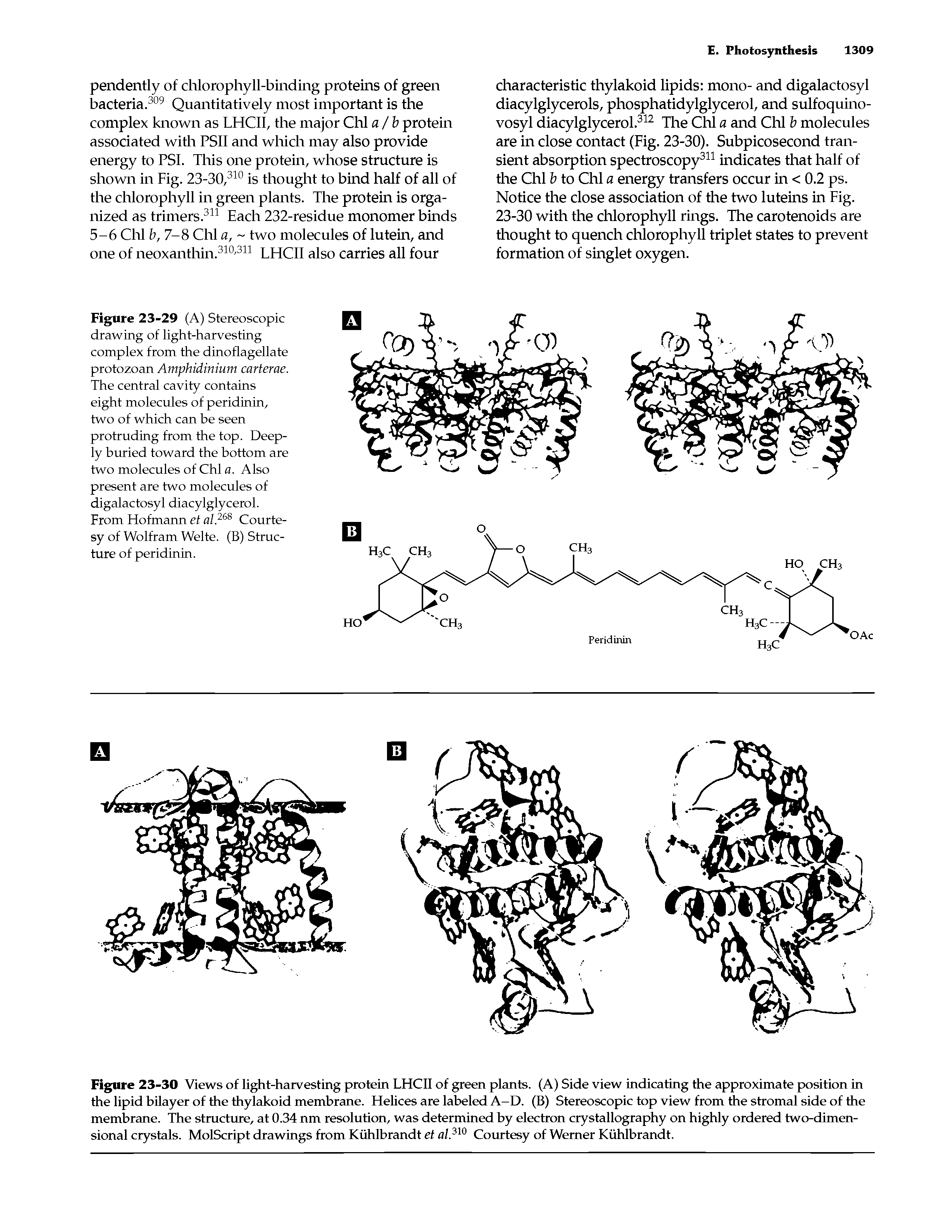 Figure 23-29 (A) Stereoscopic drawing of light-harvesting complex from the dinoflagellate protozoan Amphidinium carterae. The central cavity contains eight molecules of peridinin, two of which can be seen protruding from the top. Deeply buried toward the bottom are two molecules of Chi a. Also present are two molecules of digalactosyl diacylglycerol. From Hofmann et al.268 Courtesy of Wolfram Welte. (B) Structure of peridinin.