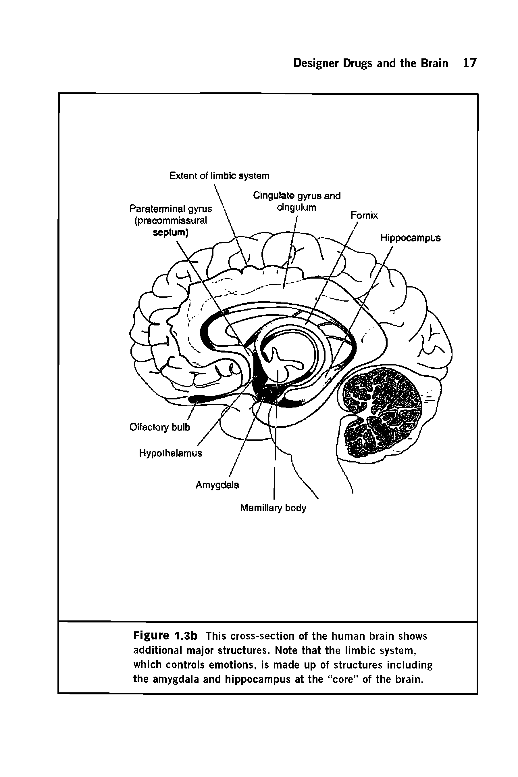 Figure 1.3b This cross-section of the human brain shows additional major structures. Note that the limbic system, which controls emotions, is made up of structures including the amygdala and hippocampus at the core of the brain.