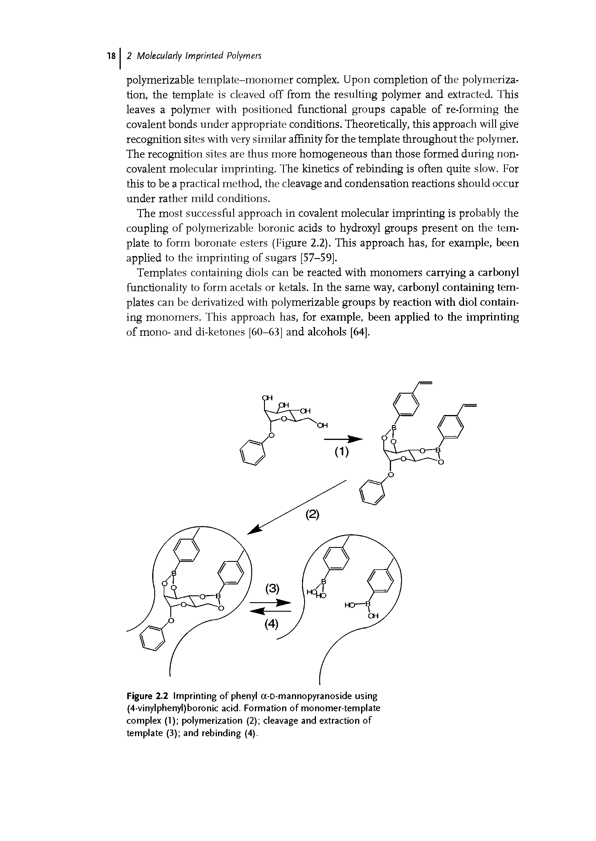 Figure 2.2 Imprinting of phenyl a-D-mannopyranoside using (4-vinylphenyl)boronic acid. Formation of monomer-template complex (1) polymerization (2) cleavage and extraction of template (3) and rebinding (4).