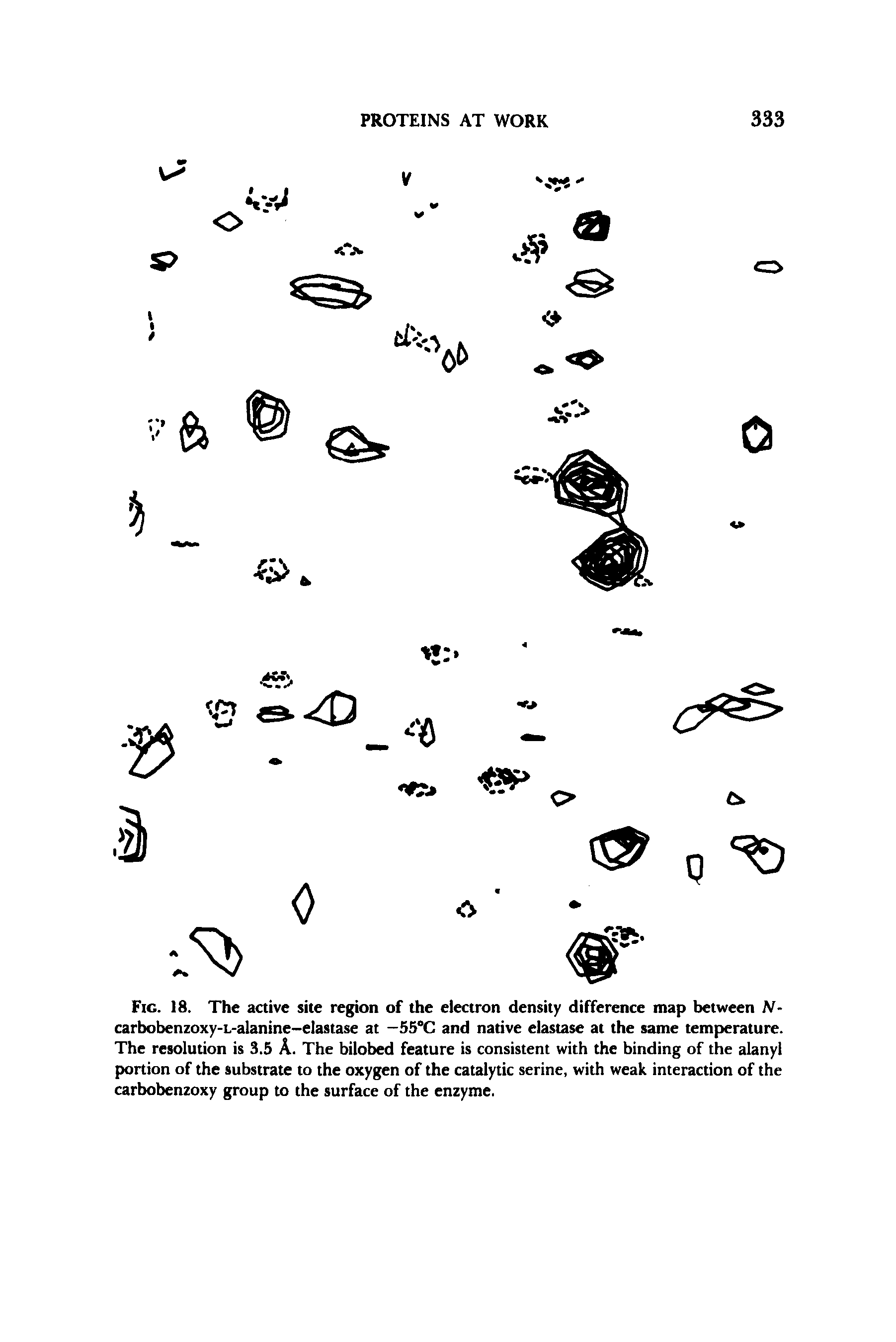 Fig. 18. The active site region of the electron density difference map between N-carbobenzoxy-L-alanine-elastase at —SS C and native elastase at the same temperature. The resolution is 3.5 A. The bilobed feature is consistent with the binding of the alanyi portion of the substrate to the oxygen of the catalytic serine, with weak interaction of the carbobenzoxy group to the surface of the enzyme.