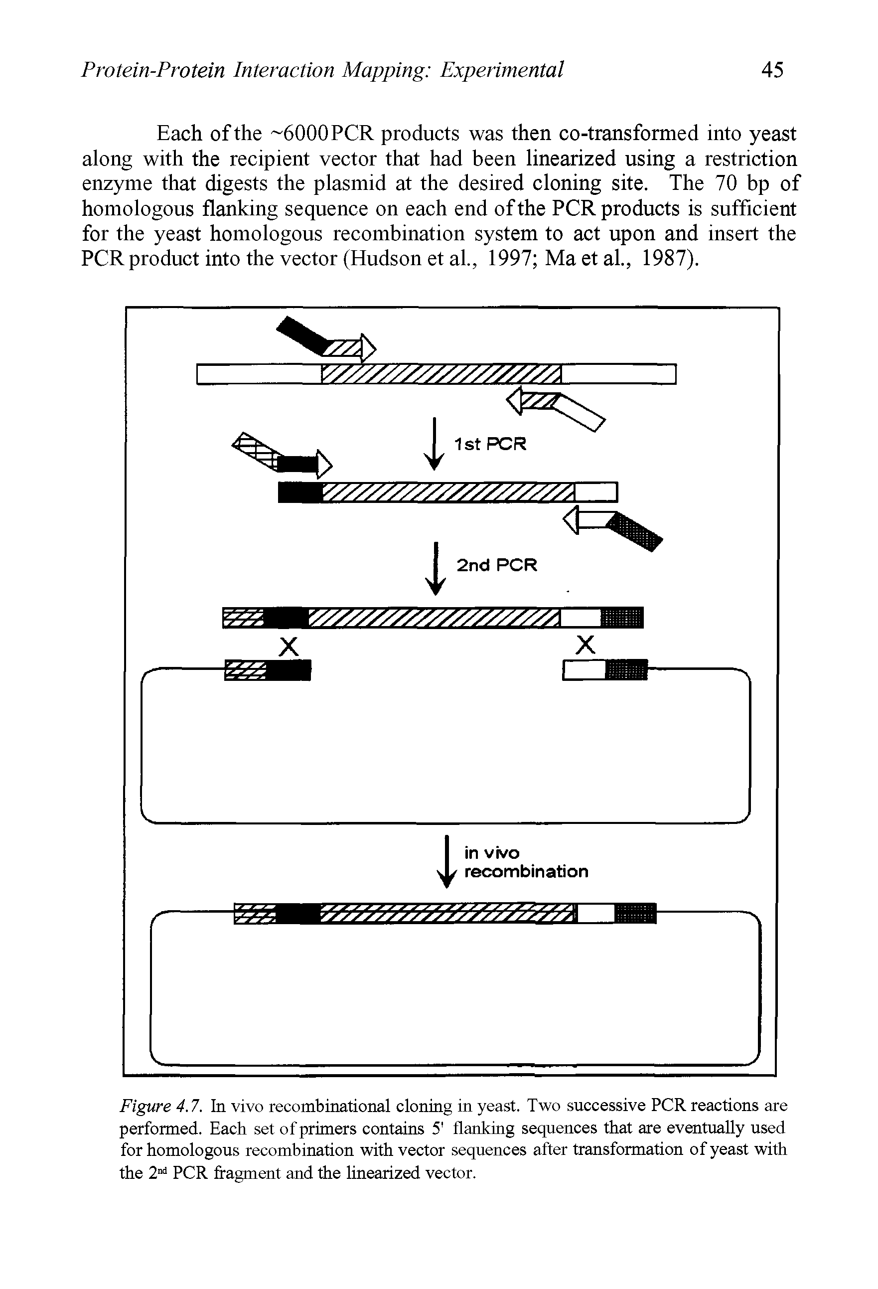 Figure 4.7. In vivo recombinational cloning in yeast. Two successive PCR reactions are performed. Each set of primers contains 5 flanking sequences that are eventually used for homologous recombination with vector sequences after transformation of yeast with the 2nd PCR fragment and the linearized vector.