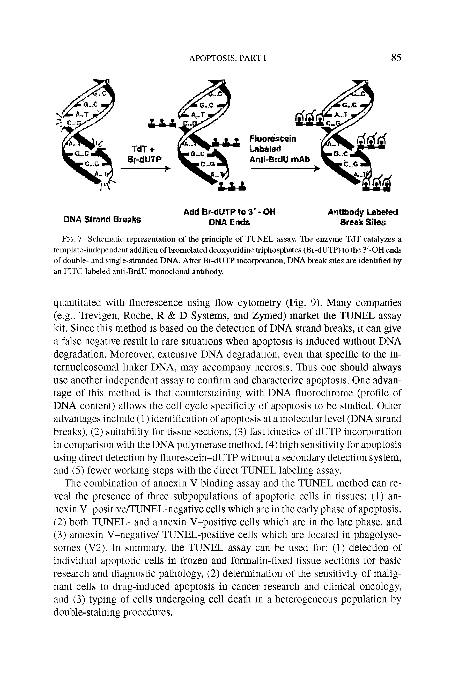 Fig. 7. Schematic representation of the principle of TUNEL assay. The enzyme TdT catalyzes a template-independent addition of bromolated deoxyuridine triphosphates (Br-dUTP) to the 3 -OH ends of double- and single-stranded DNA. After Br-dUTP incorporation, DNA break sites are identified by an FITC-labeled anti-BrdU monoclonal antibody.