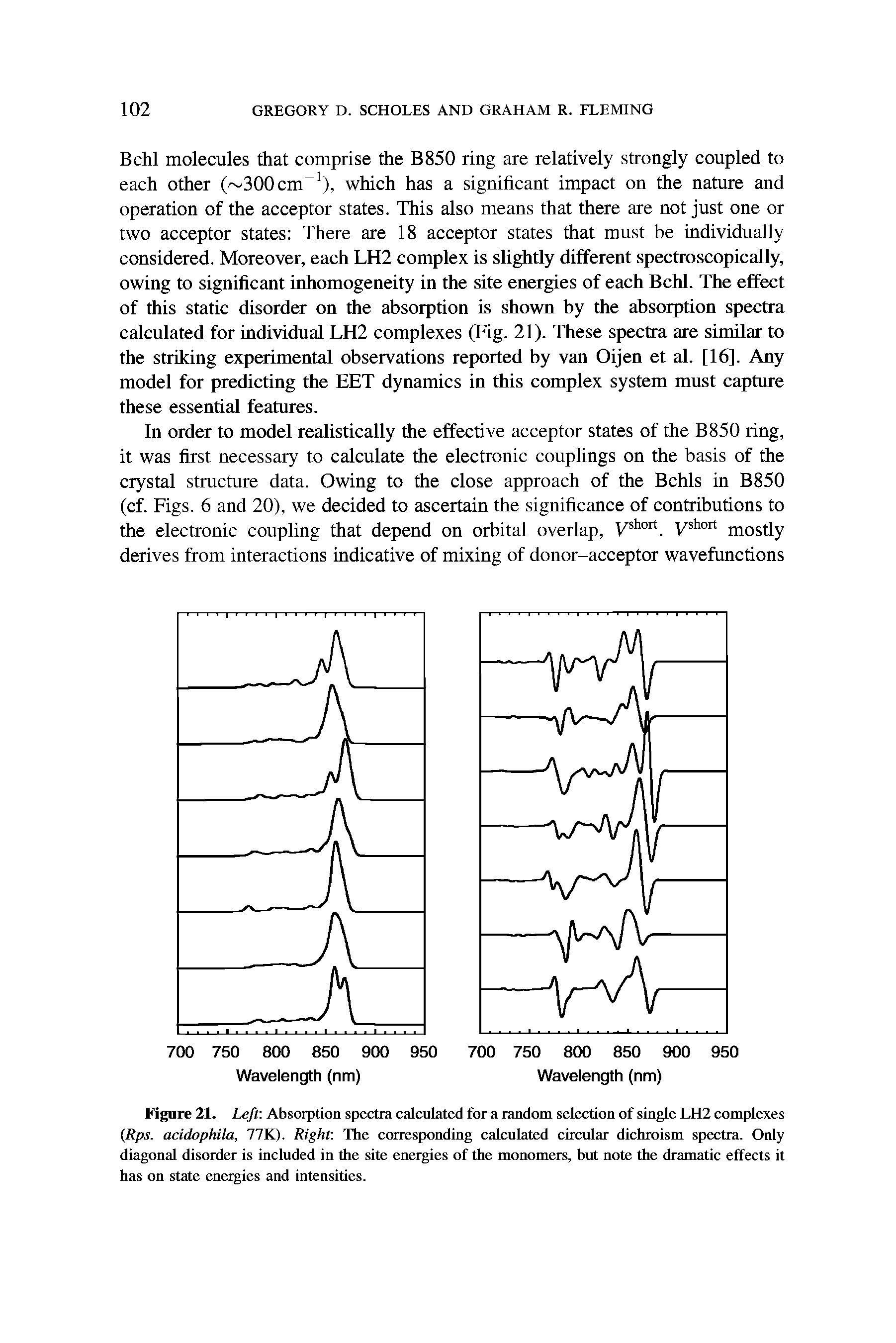 Figure 21. Left Absorption spectra calculated for a random selection of single LH2 complexes Rps. acidophila, 77K). Right The corresponding calculated circular dichroism spectra. Only diagonal disorder is included in the site energies of the monomers, but note the dramatic effects it has on state energies and intensities.